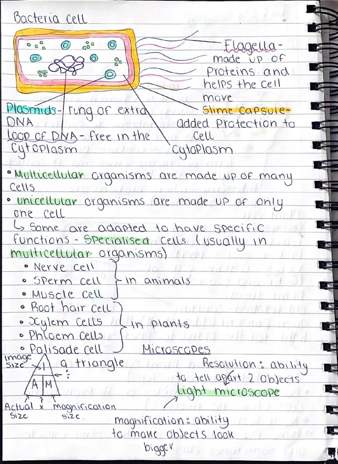 b
101
0
gy
B1-Cells and organisation.
Animal Cell
১০
mitochondria- where aerobic
respiration happens (releases
energy for the cells)
Cell me
