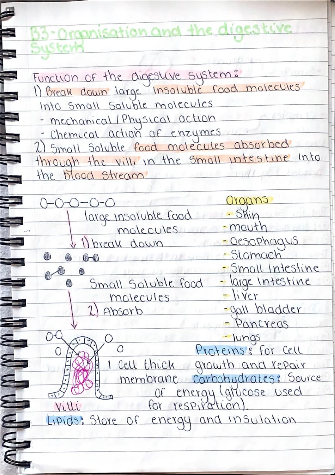 b
101
0
gy
B1-Cells and organisation.
Animal Cell
১০
mitochondria- where aerobic
respiration happens (releases
energy for the cells)
Cell me