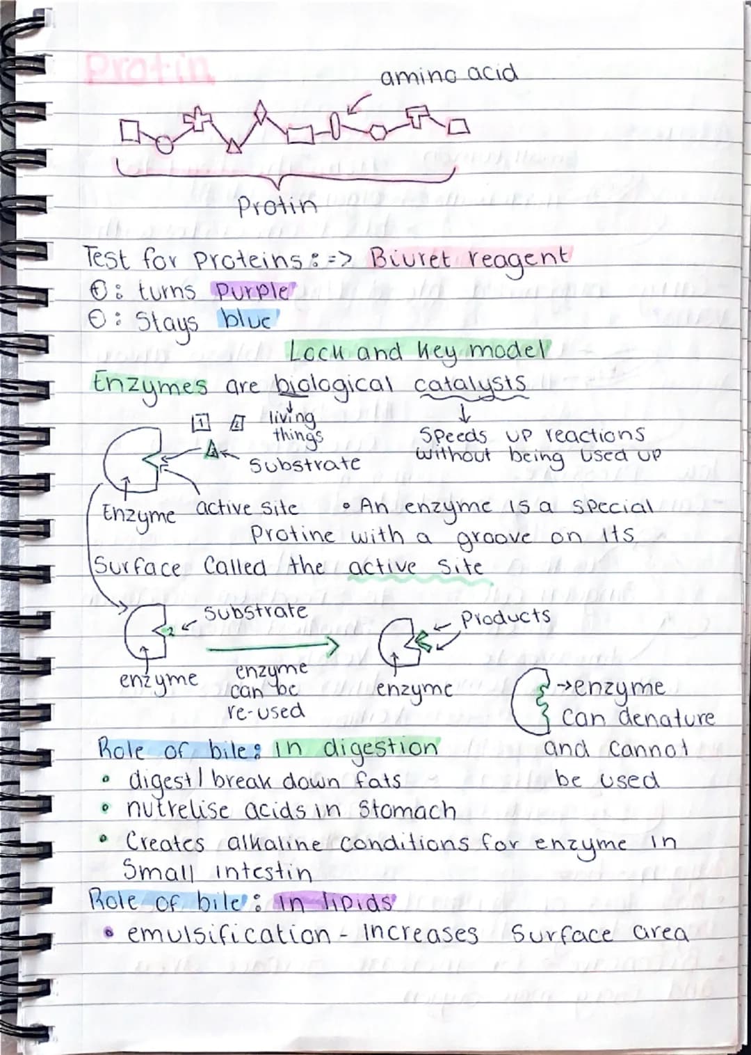 b
101
0
gy
B1-Cells and organisation.
Animal Cell
১০
mitochondria- where aerobic
respiration happens (releases
energy for the cells)
Cell me