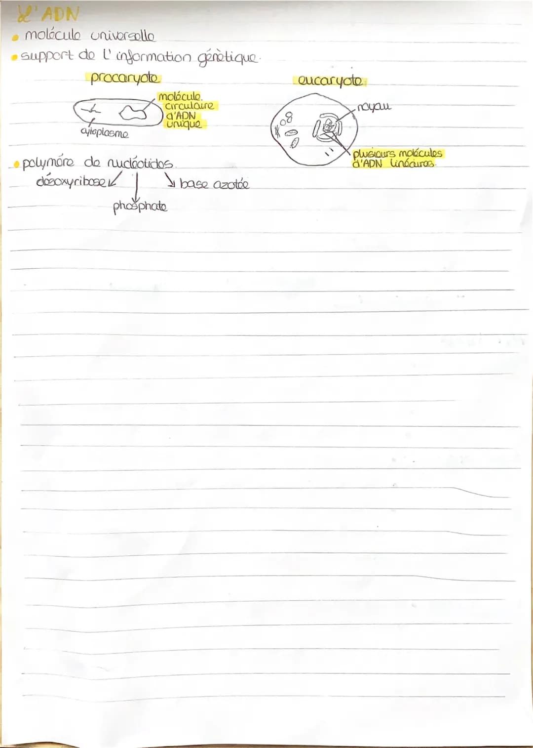 # REVISIONS
Le cycle cellulaire
> cellule mére
&
00
cellules filles
G2
Croissance
cellub more
M séparation dos
cellulos filles.
Ga cro