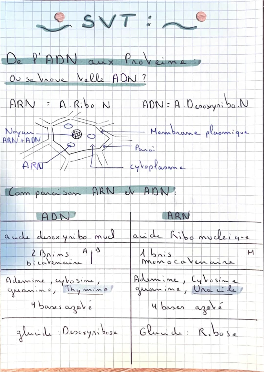 SVT:
De P'ADN
aux
Proveine:
Ou se nove velle ADN?
ARN = A.Ribo.N
ADN = A. Desoxyribo.N
Noyan
ARN+ADN
Membrane plasmique
Paroi
ARN
cyto