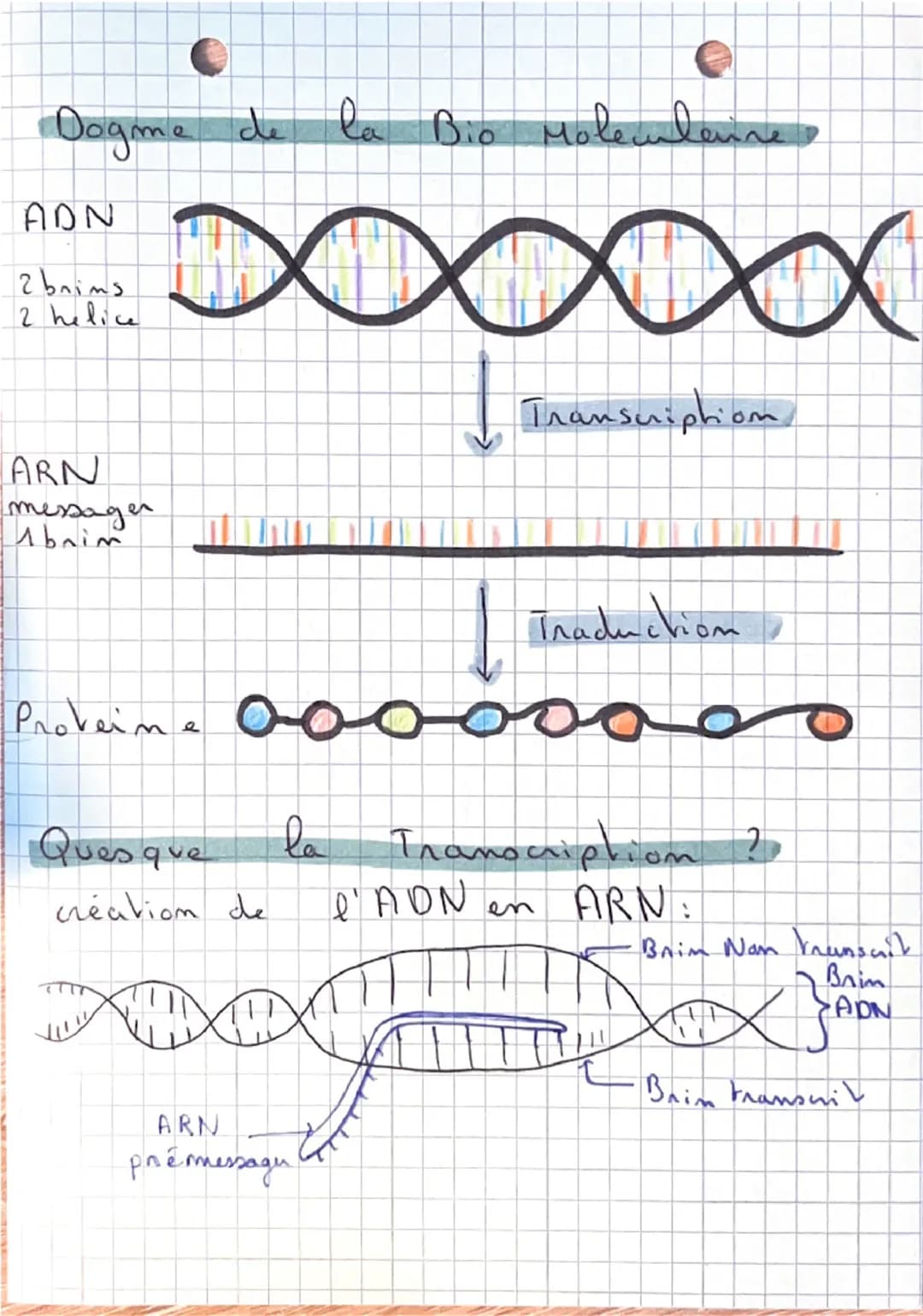 SVT:
De P'ADN
aux
Proveine:
Ou se nove velle ADN?
ARN = A.Ribo.N
ADN = A. Desoxyribo.N
Noyan
ARN+ADN
Membrane plasmique
Paroi
ARN
cyto