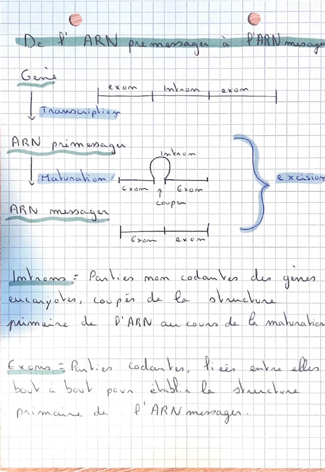 SVT:
De P'ADN
aux
Proveine:
Ou se nove velle ADN?
ARN = A.Ribo.N
ADN = A. Desoxyribo.N
Noyan
ARN+ADN
Membrane plasmique
Paroi
ARN
cyto