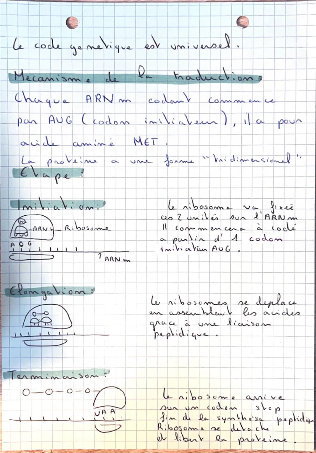 SVT:
De P'ADN
aux
Proveine:
Ou se nove velle ADN?
ARN = A.Ribo.N
ADN = A. Desoxyribo.N
Noyan
ARN+ADN
Membrane plasmique
Paroi
ARN
cyto