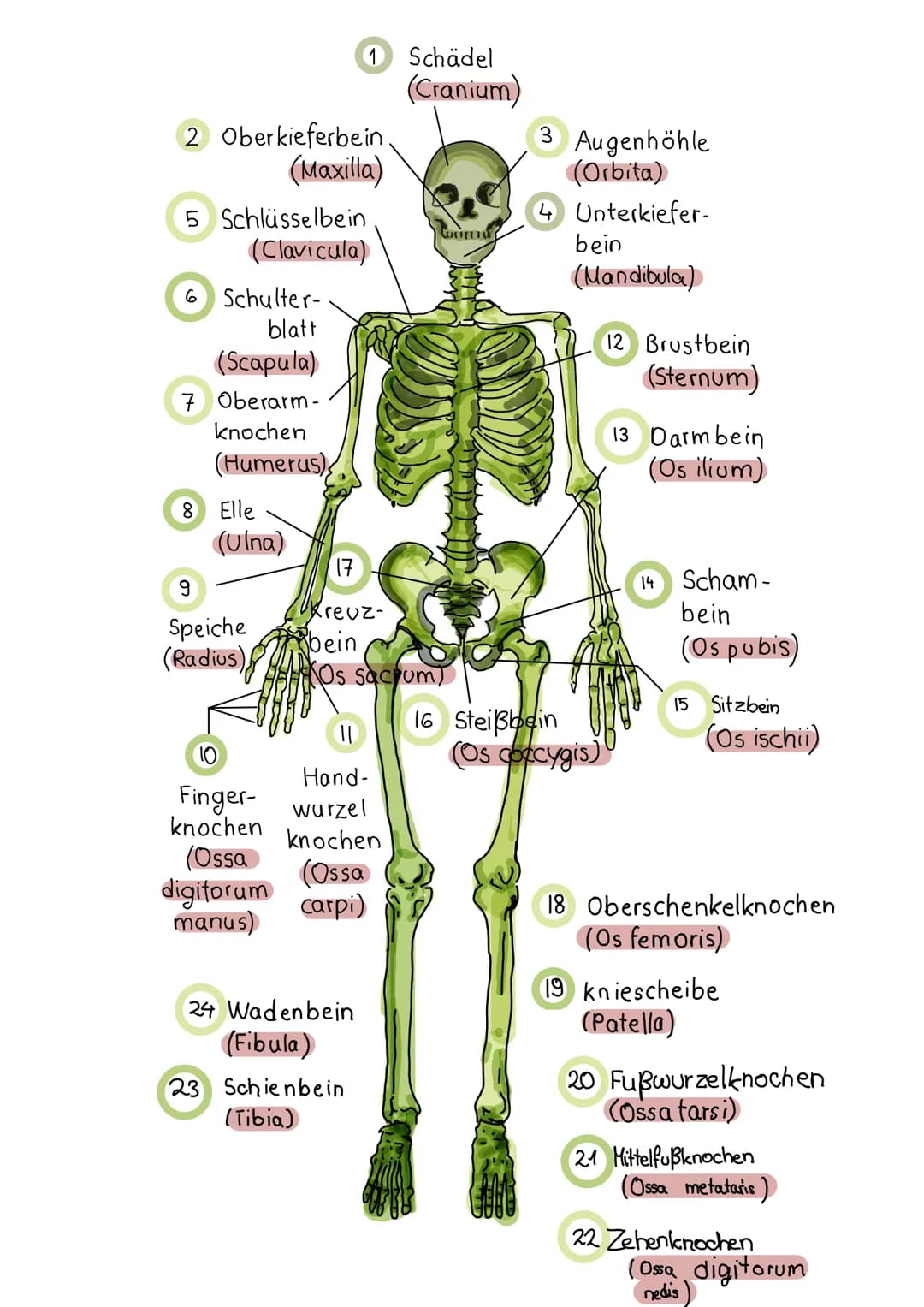 1 Schädel
(Cranium)
2 Oberkieferbein
(Maxilla)
3 Augenhöhle
(Orbita)
4 Unterkiefer-
bein
(Mandibula)
5 Schlüsselbein
(Clavicula)
6 Schulter-