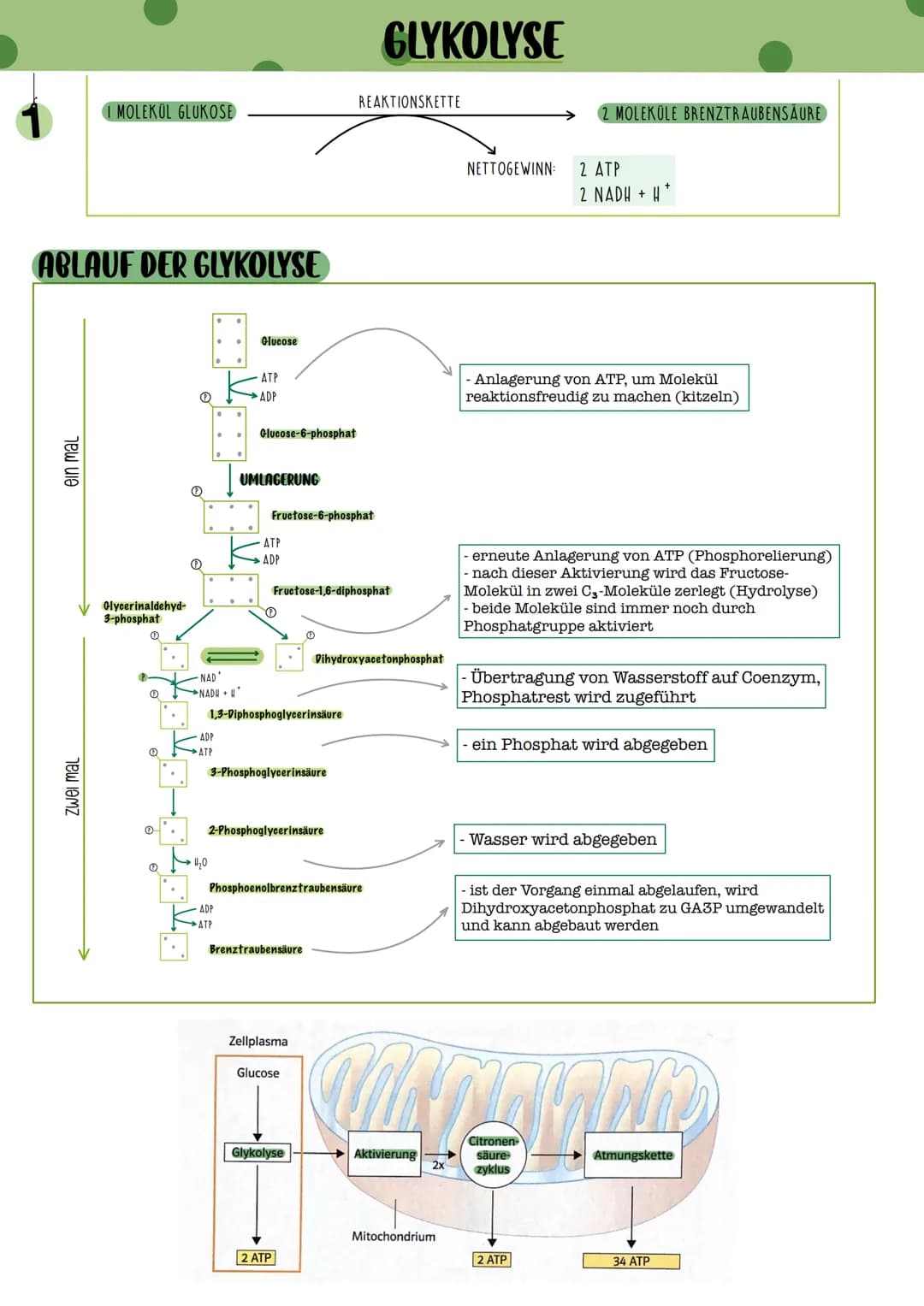 GLYKOLYSE
REAKTIONSKETTE
1 MOLEKÜL GLUKOSE
2 MOLEKULE BRENZTRAUBENSÄURE
NETTOGEWINN: 2 ATP
2 NADH + H
ABLAUF DER GLYKOLYSE
Glucose
AT
