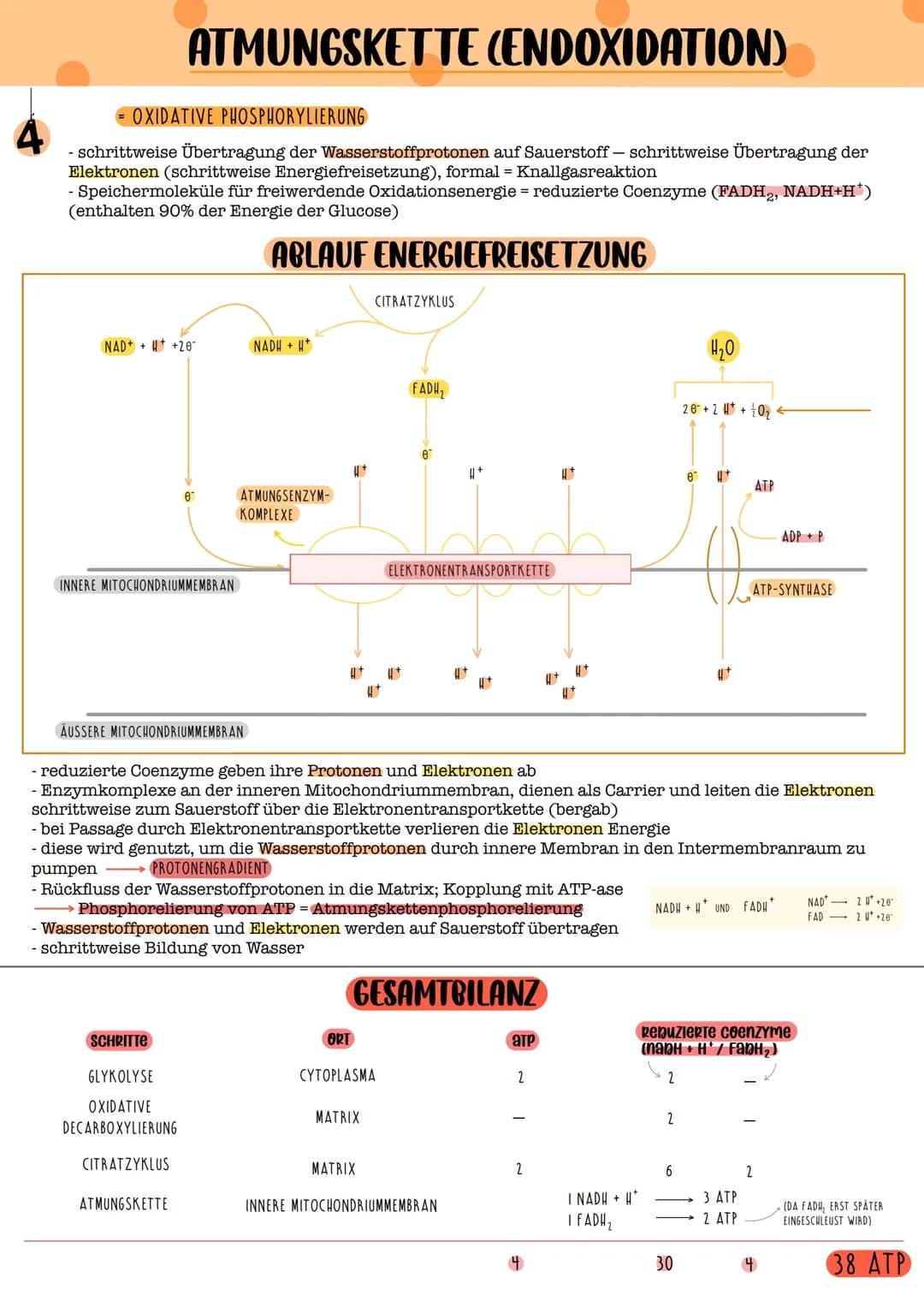 GLYKOLYSE
REAKTIONSKETTE
1 MOLEKÜL GLUKOSE
2 MOLEKULE BRENZTRAUBENSÄURE
NETTOGEWINN: 2 ATP
2 NADH + H
ABLAUF DER GLYKOLYSE
Glucose
AT