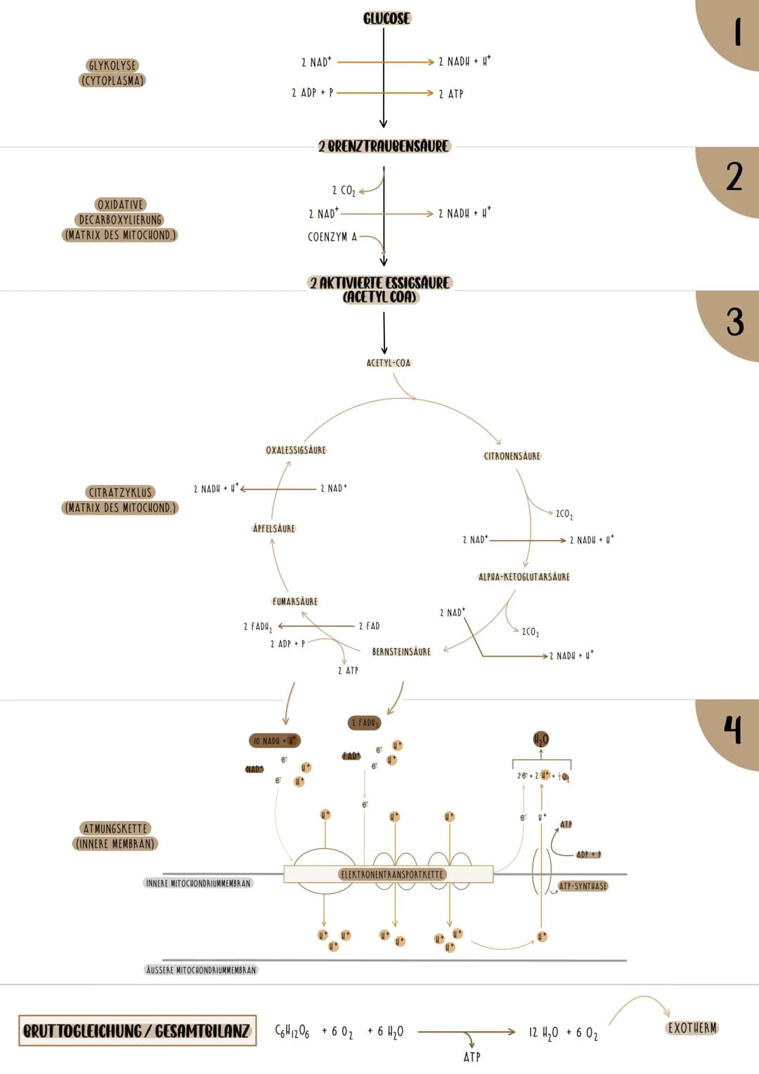 GLYKOLYSE
REAKTIONSKETTE
1 MOLEKÜL GLUKOSE
2 MOLEKULE BRENZTRAUBENSÄURE
NETTOGEWINN: 2 ATP
2 NADH + H
ABLAUF DER GLYKOLYSE
Glucose
AT