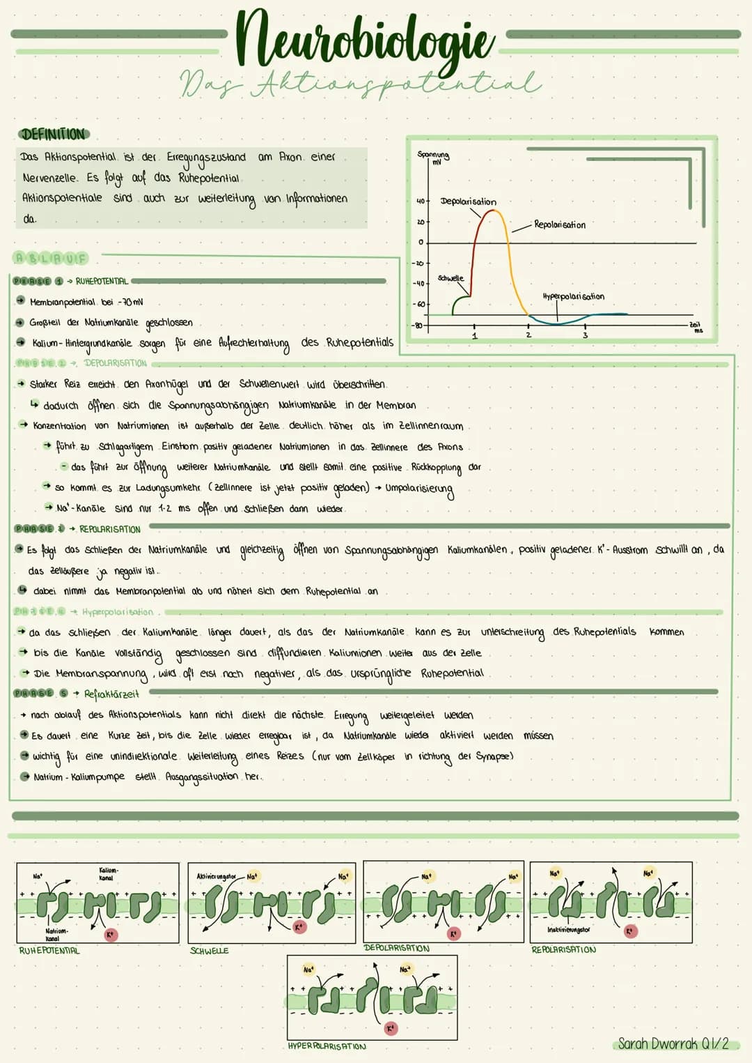 # Neurobiologie
## Neuronen
Synapse
Dendriten
-Zellikern
Fallmembran
Zellikörper (soma)
Axonhügel
Zelikern
Zelimembran
Axon
Cytopla
