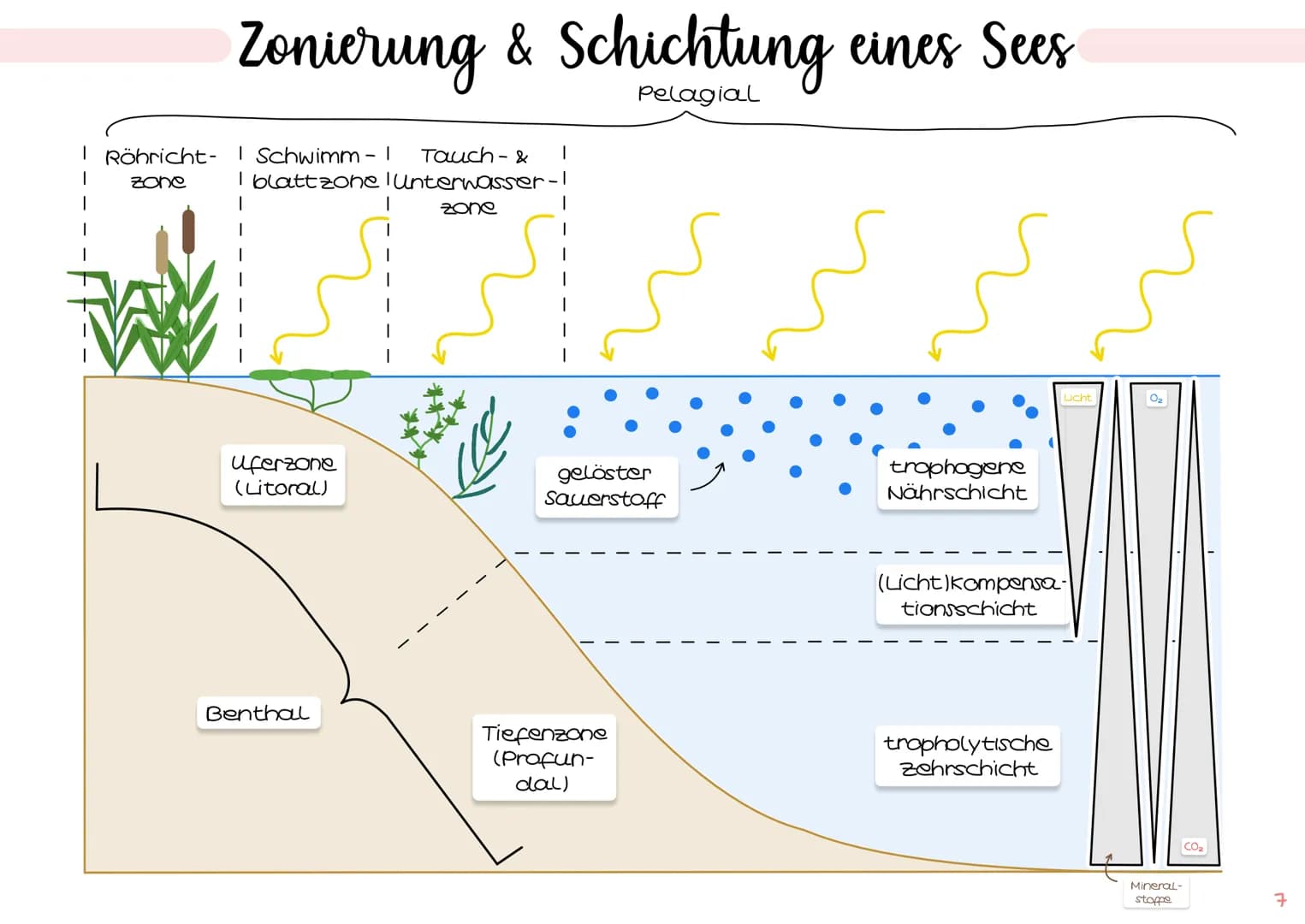 Biologie
# Klausur Ökologie
1. Grundbegriffe der Ökologie
- → Glossar S.1
- → ökologische Ebenen IS.2
# ÖKOSYSTEM SEE
2. biotische &