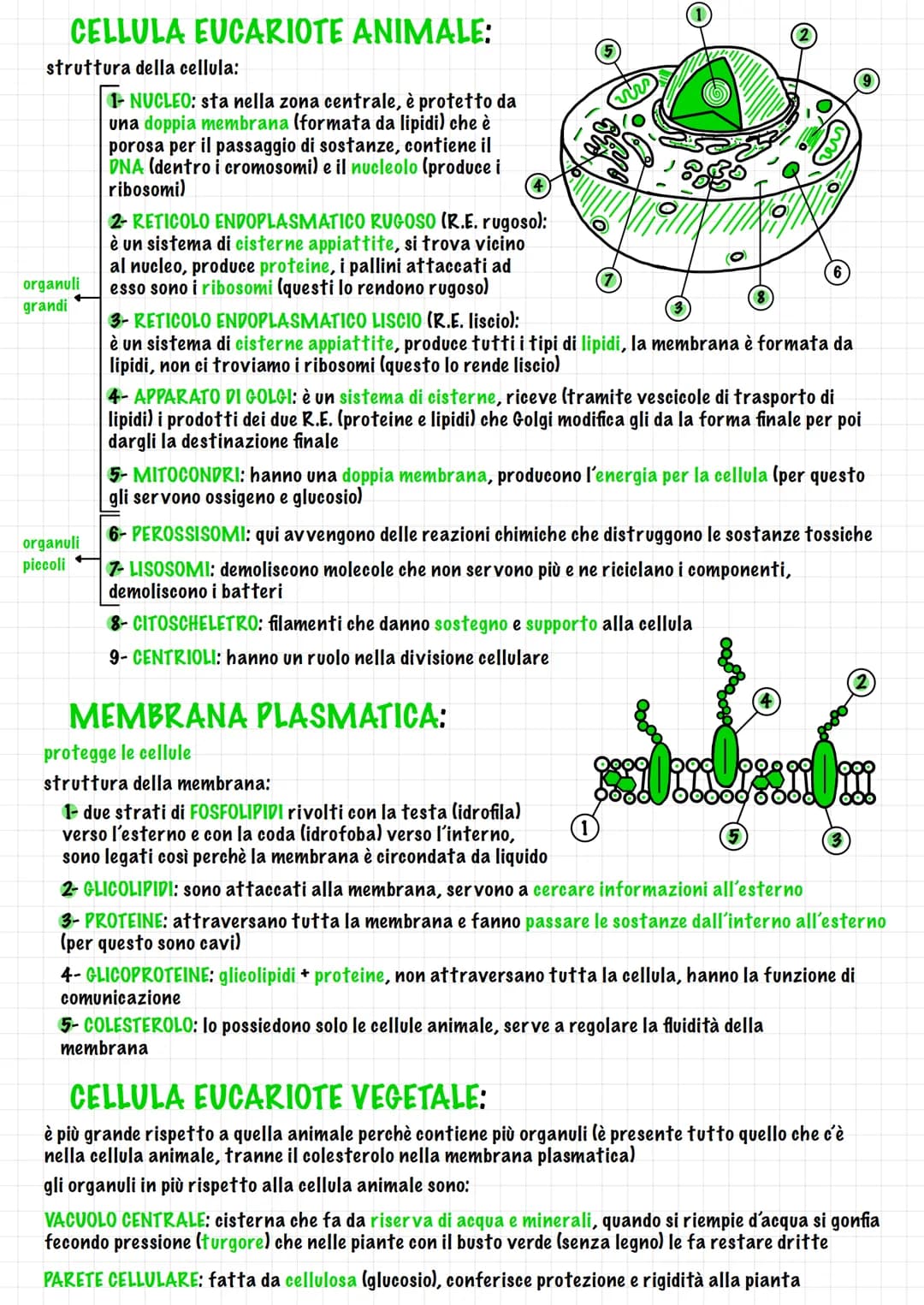 # LA CELLULA - UNITÀ BASE DELLA VITA
unità di misura delle cellule
- →x le più piccole = nanometro (nm)
- x le più grandi micrometro (um) (