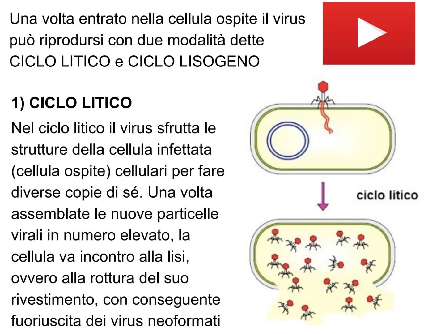 # I VIRUS atomo
amminoacido
proteina
virus
cellule animali
e vegetali
cloroplasto
batterio
cellula
uovo
uovo
di rana
umana
0,1 nm
1 nm 10 nm