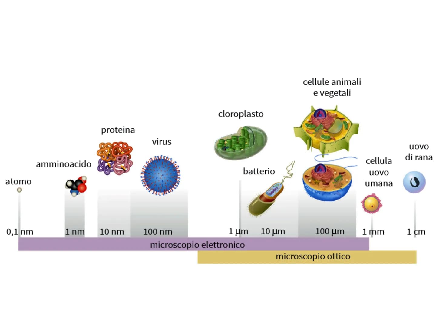 # I VIRUS atomo
amminoacido
proteina
virus
cellule animali
e vegetali
cloroplasto
batterio
cellula
uovo
uovo
di rana
umana
0,1 nm
1 nm 10 nm