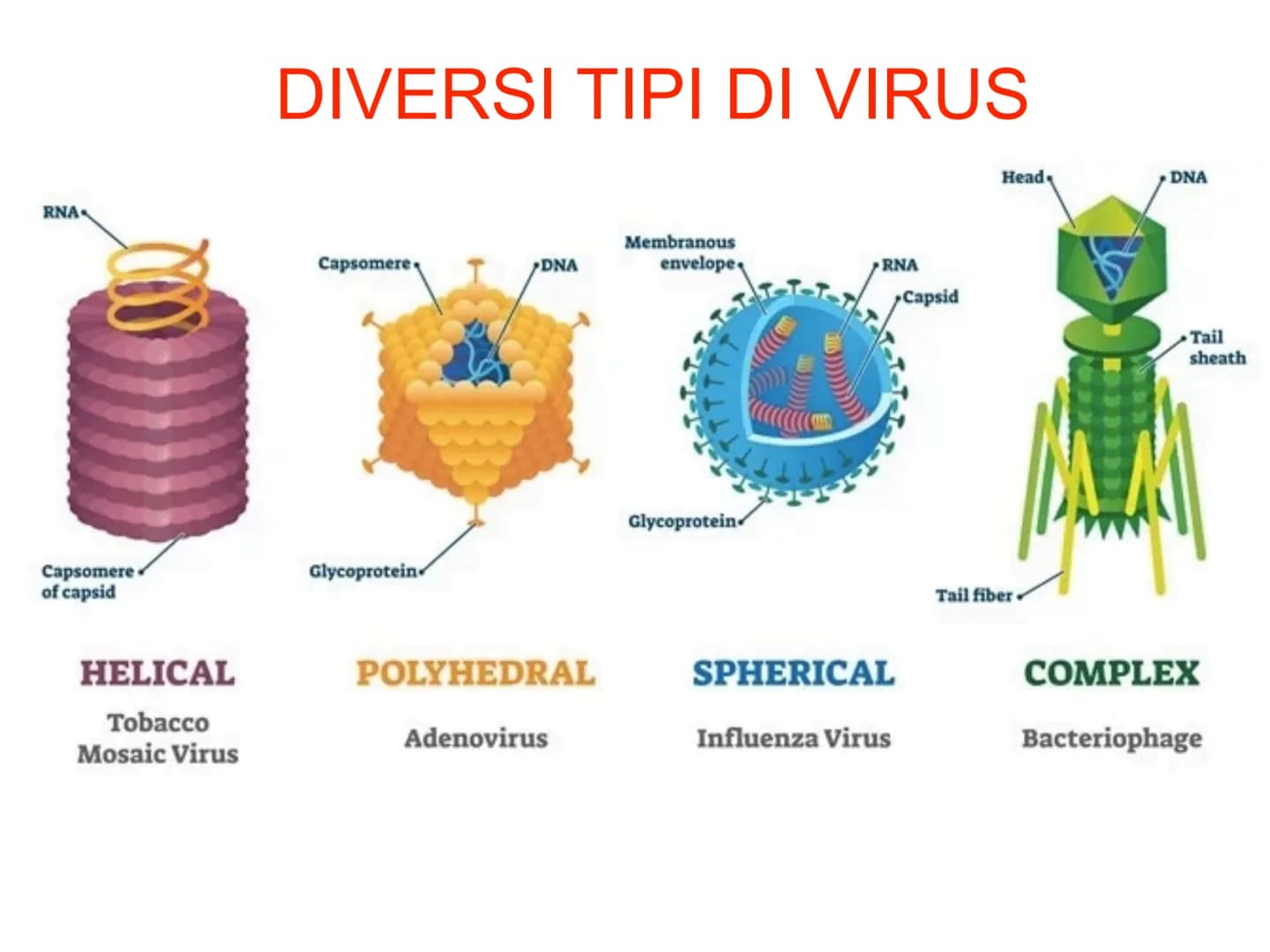 # I VIRUS atomo
amminoacido
proteina
virus
cellule animali
e vegetali
cloroplasto
batterio
cellula
uovo
uovo
di rana
umana
0,1 nm
1 nm 10 nm
