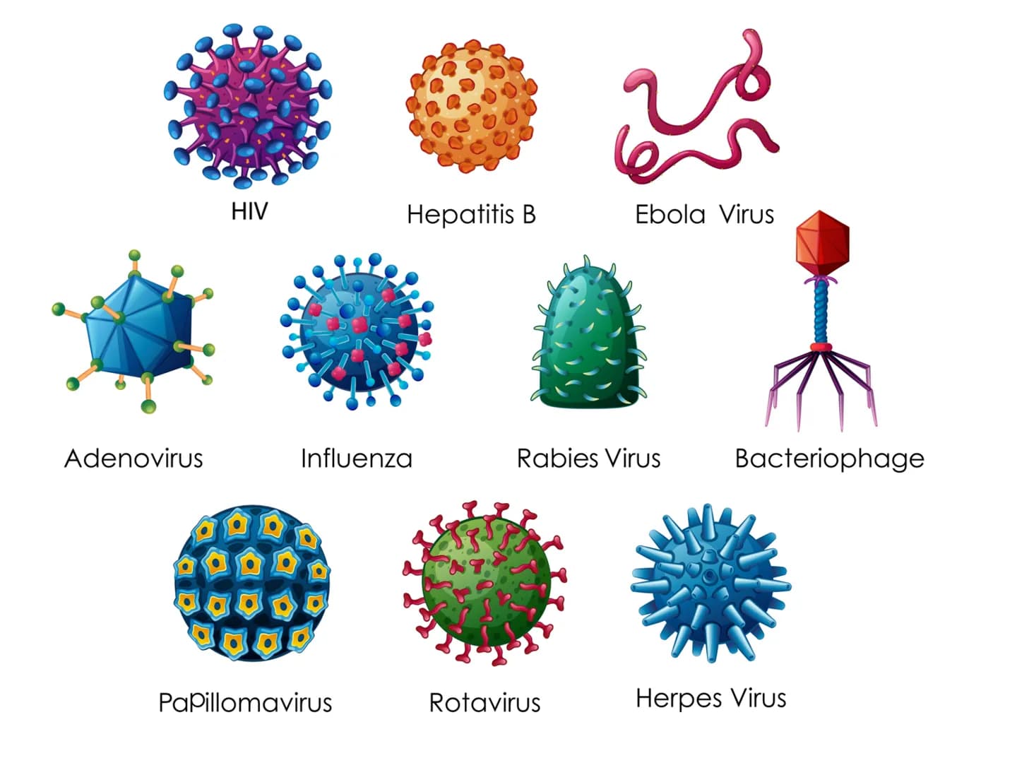 # I VIRUS atomo
amminoacido
proteina
virus
cellule animali
e vegetali
cloroplasto
batterio
cellula
uovo
uovo
di rana
umana
0,1 nm
1 nm 10 nm