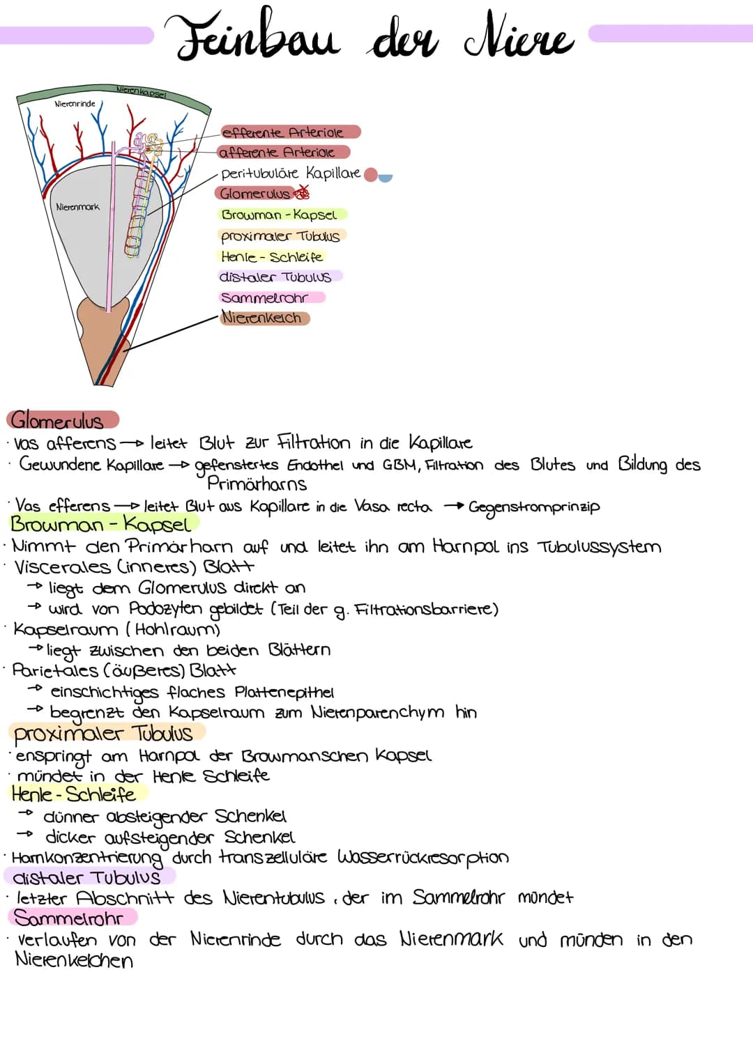 <p>Die Niere hat verschiedene Aufgaben im menschlichen Körper, die wichtig für die Aufrechterhaltung des inneren Gleichgewichts sind. Eine