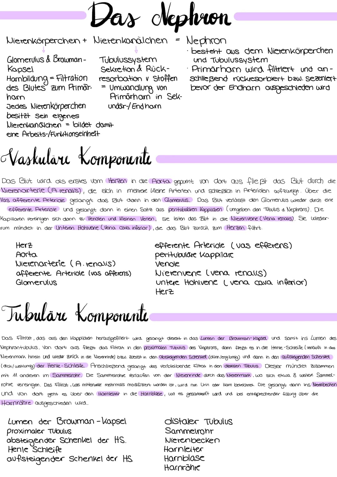 <p>Die Niere hat verschiedene Aufgaben im menschlichen Körper, die wichtig für die Aufrechterhaltung des inneren Gleichgewichts sind. Eine