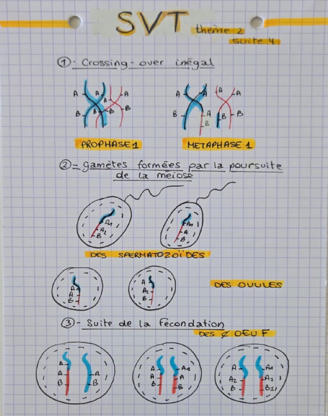 --- OCR Start ---
SVT theme 2
génétique et évolution
la biodiversité siobserve à differentes échelles.
ecosystemi qabse diversité des paramè