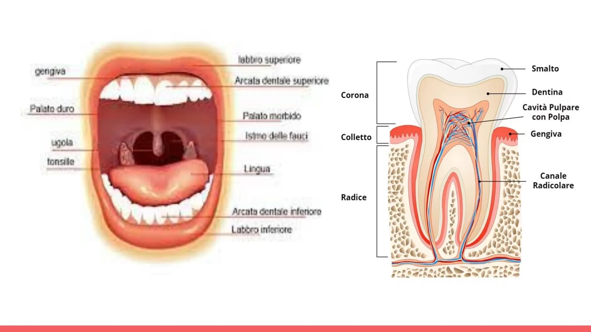 Esófago
Fegato
Colecisti
Duodeno
Stomaco
Intestino crasso
Intestino
terme
L'APPARATO
DIGERENTE # COS'E' L'APPARATO DIGERENTE?
L'appar