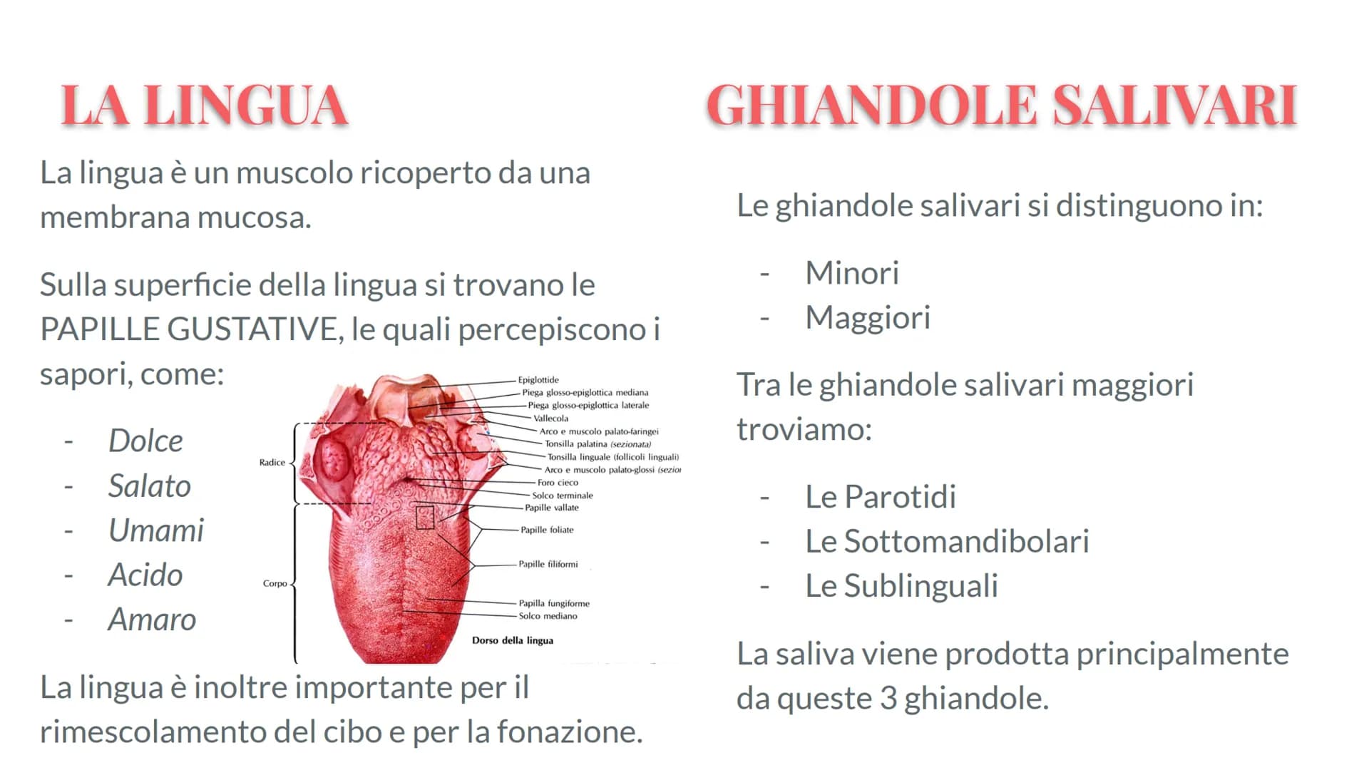 Esófago
Fegato
Colecisti
Duodeno
Stomaco
Intestino crasso
Intestino
terme
L'APPARATO
DIGERENTE # COS'E' L'APPARATO DIGERENTE?
L'appar