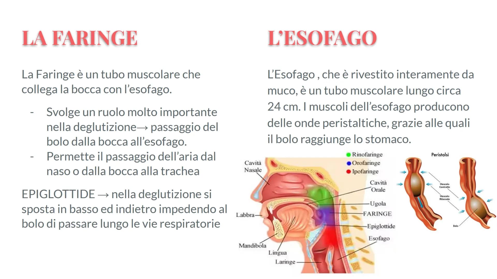 Esófago
Fegato
Colecisti
Duodeno
Stomaco
Intestino crasso
Intestino
terme
L'APPARATO
DIGERENTE # COS'E' L'APPARATO DIGERENTE?
L'appar