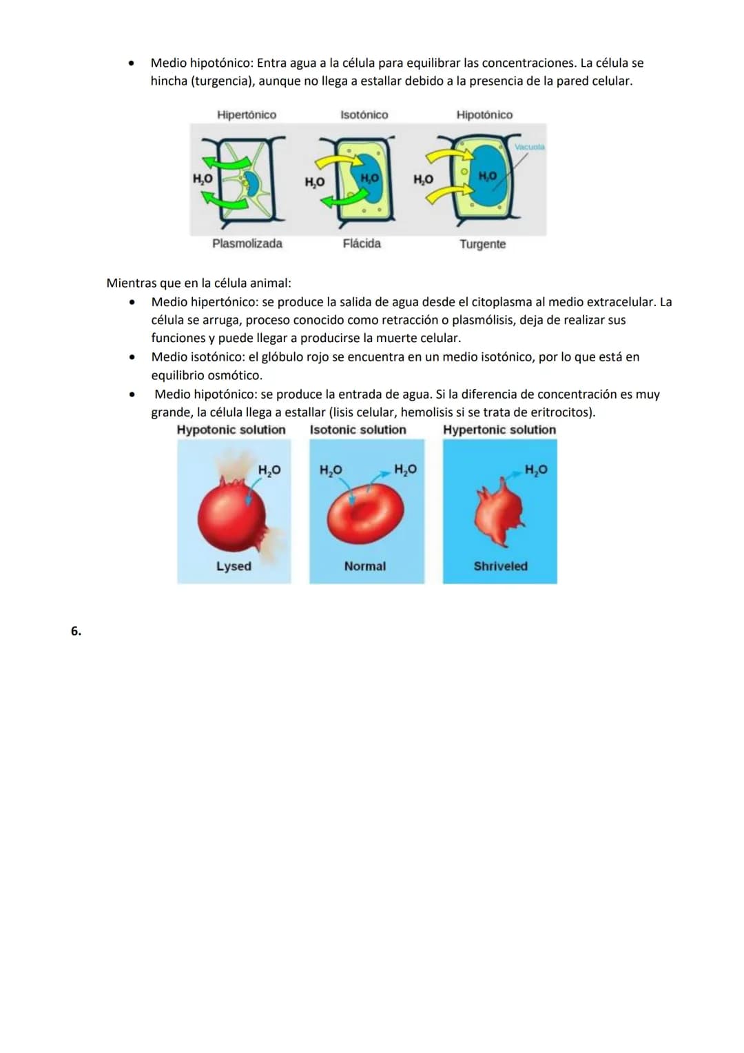 TEMA 1. BIOELEMENTOS Y BIOMOLÉCULAS INORGÁNICAS
Los bioelementos son aquellos elementos químicos que forman parte de los seres vivos. Son un