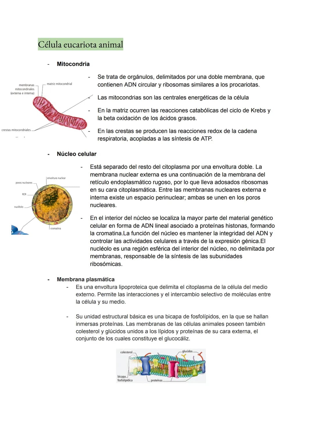 <h2>Teoría Celular: Resumen</h2>
<p>La teoría celular es una parte fundamental de la biología que establece que la célula es la unidad básic