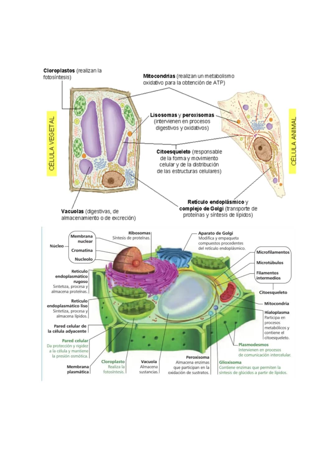 <h2>Teoría Celular: Resumen</h2>
<p>La teoría celular es una parte fundamental de la biología que establece que la célula es la unidad básic