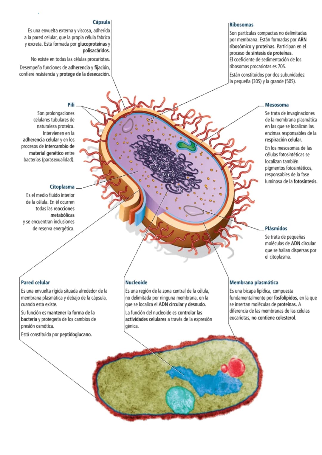 <h2>Teoría Celular: Resumen</h2>
<p>La teoría celular es una parte fundamental de la biología que establece que la célula es la unidad básic
