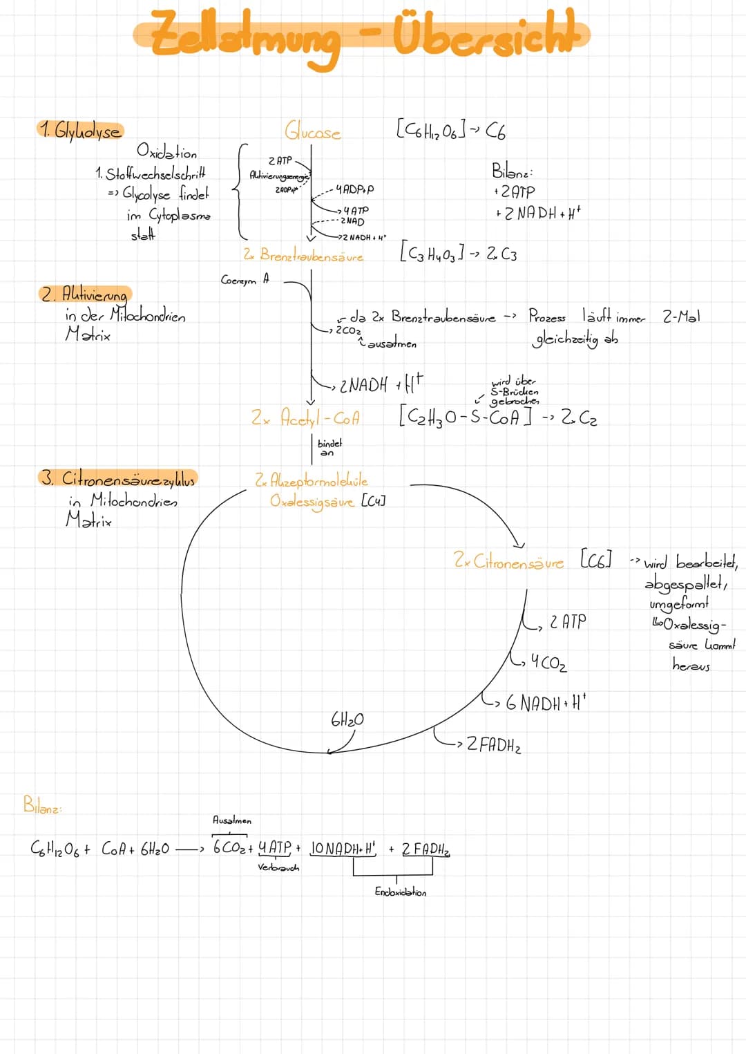 # Zellatmung
Energie stoffwechsel
Vorbetrachtungen
1. Adenosin-Tri-Phosphat - ATP
vergleichbar mit einem Weinen, transportablen Akku, d.