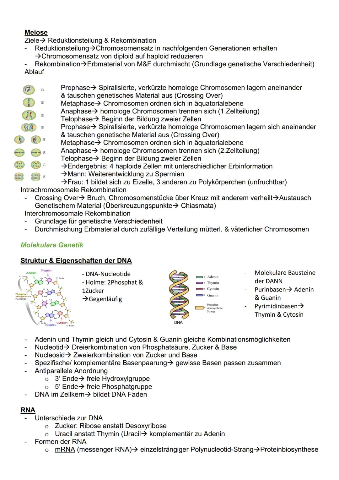 # Genetik
Cytogenetik (Teilgebeit mit Chromosomen & Vererbung auf zellulärer Ebene)
Chromosomen
- Im Zellkern des Menschen & tragen Gene