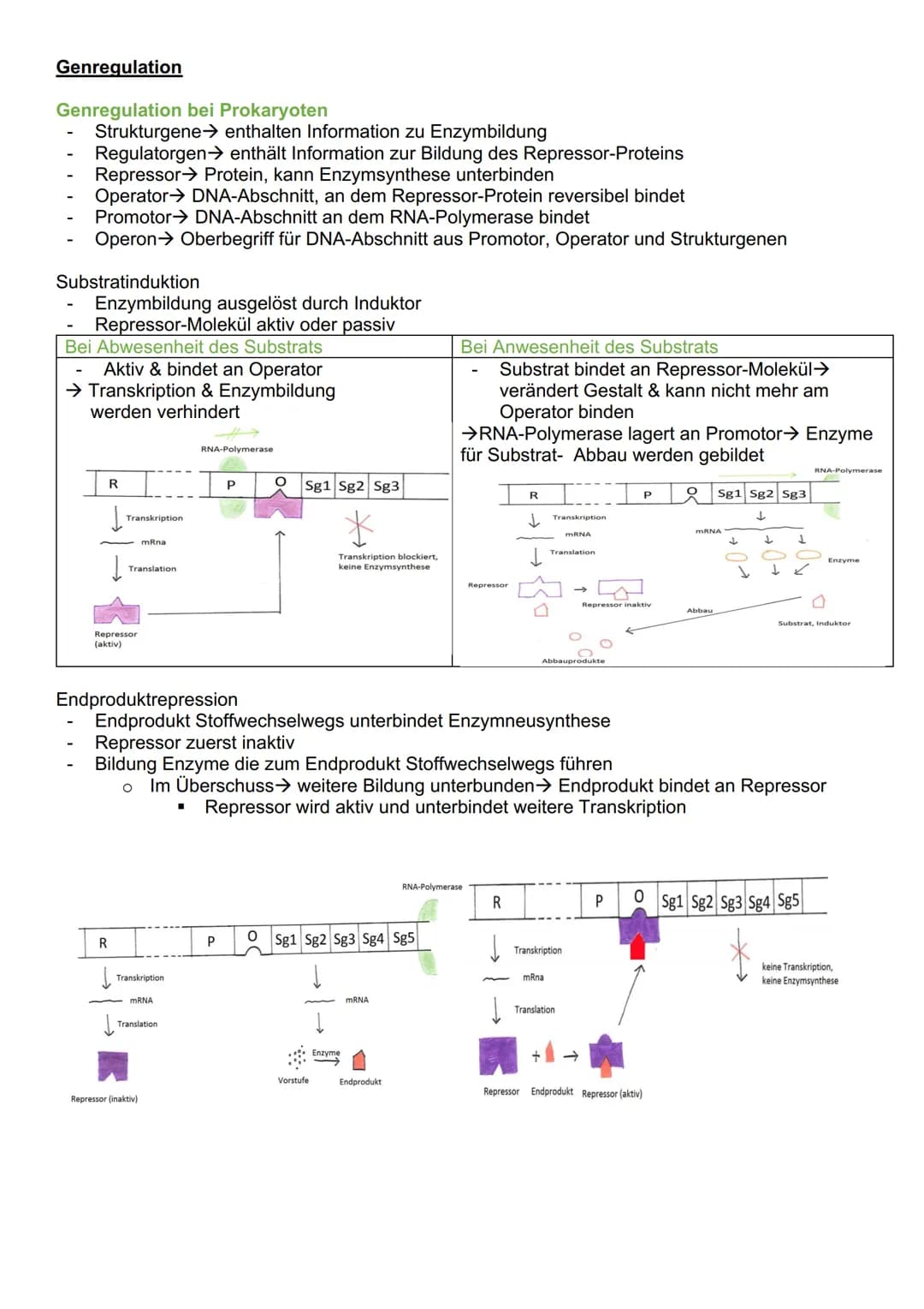 # Genetik
Cytogenetik (Teilgebeit mit Chromosomen & Vererbung auf zellulärer Ebene)
Chromosomen
- Im Zellkern des Menschen & tragen Gene