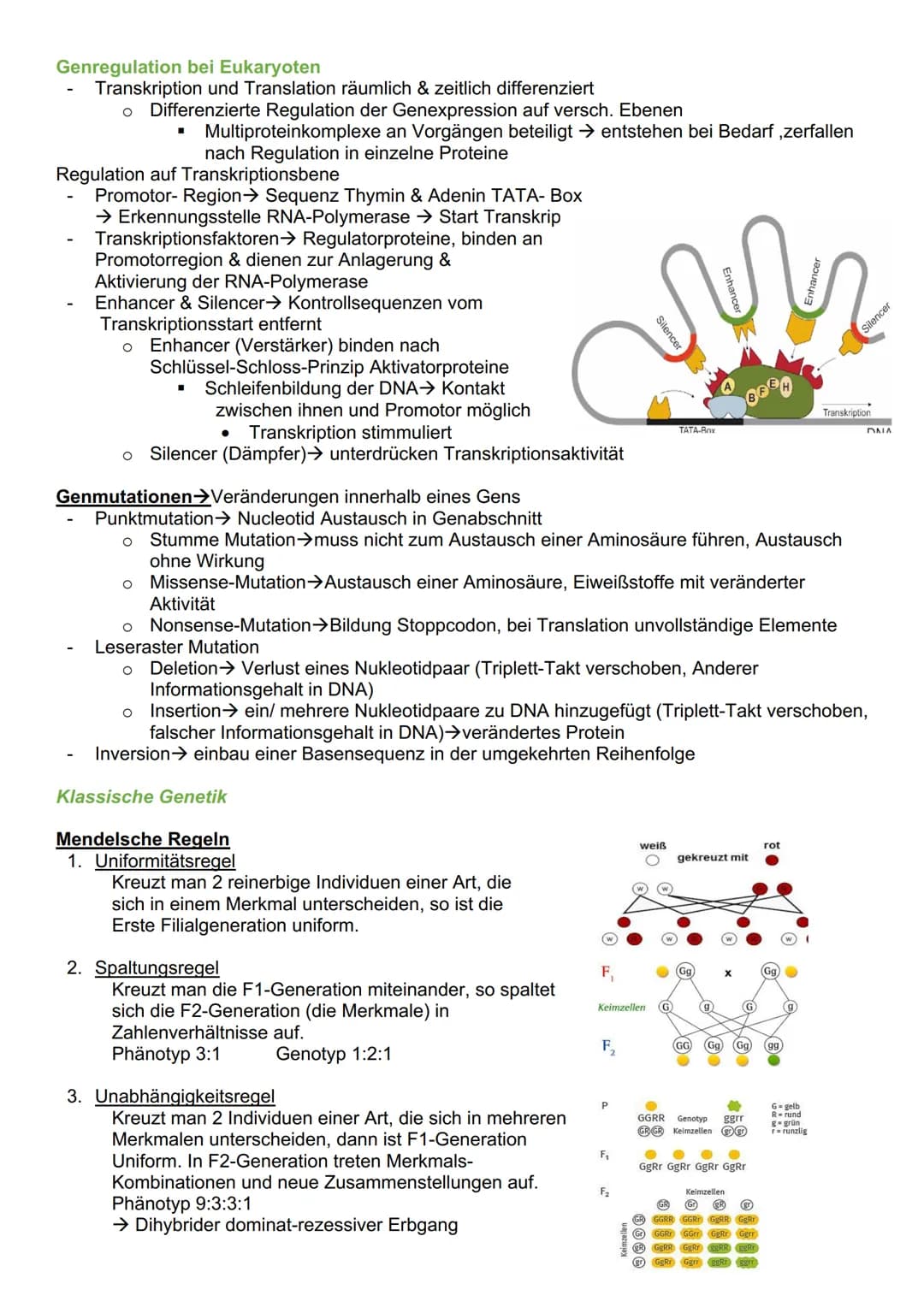 # Genetik
Cytogenetik (Teilgebeit mit Chromosomen & Vererbung auf zellulärer Ebene)
Chromosomen
- Im Zellkern des Menschen & tragen Gene