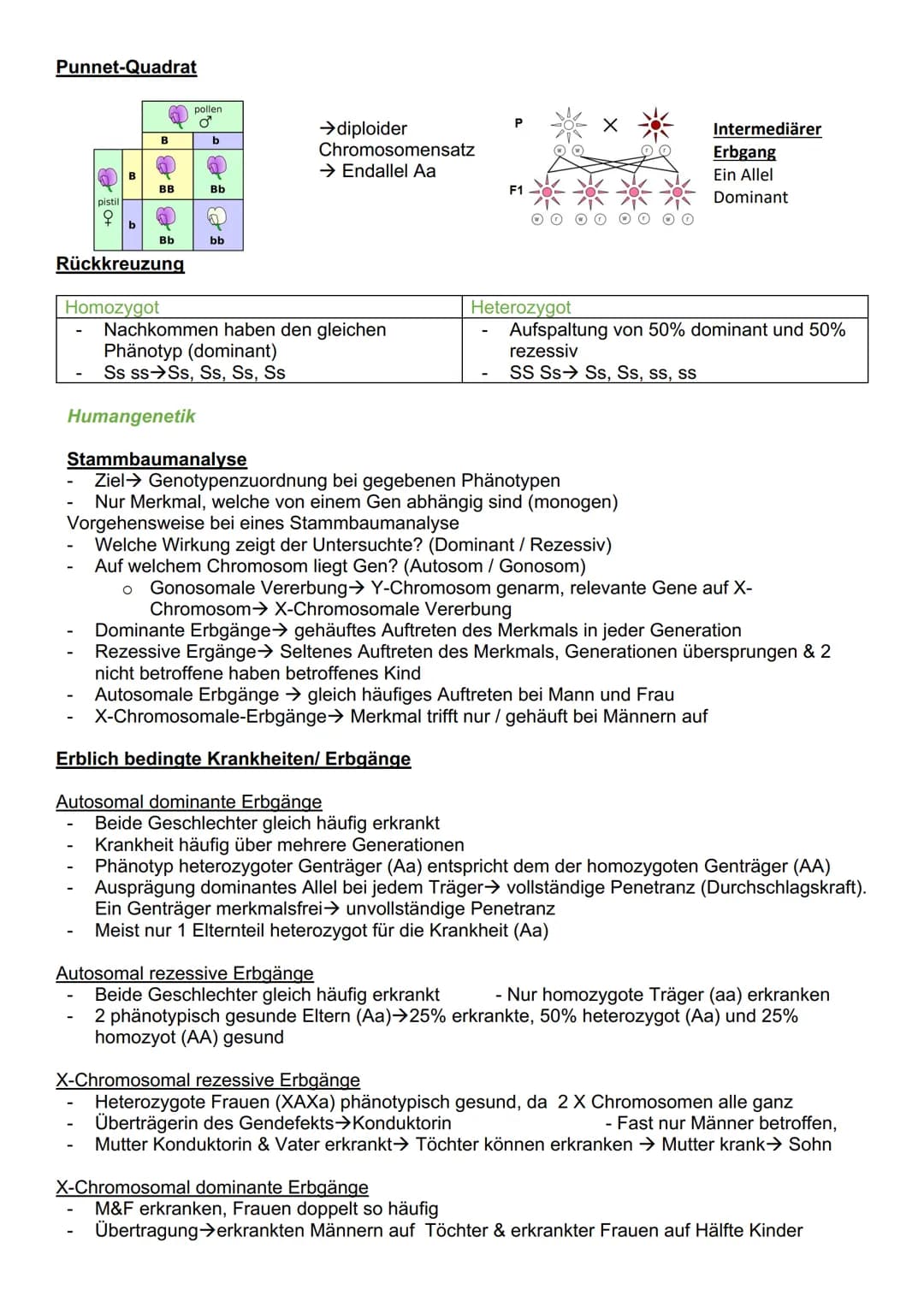 # Genetik
Cytogenetik (Teilgebeit mit Chromosomen & Vererbung auf zellulärer Ebene)
Chromosomen
- Im Zellkern des Menschen & tragen Gene