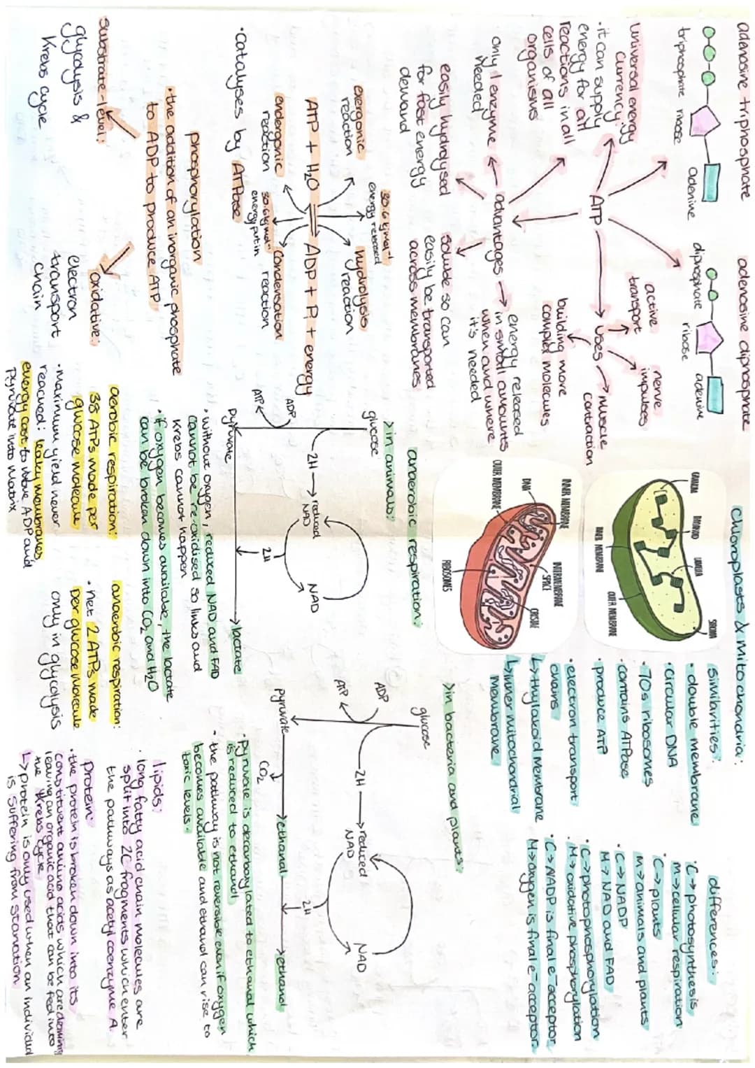 ATP
adenosine triphosphate
0-0-0
triphosphate riloose
Universal
Currency gy
urrency.
it can supply
energy for all
reactions in all
Cells of