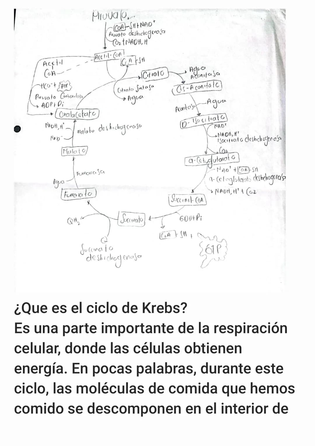 Provato
COA-SHINAD
Provato deshiclicgeraja
CO₂ NADH, H
Acetil
Acetil-COA
COA--
Citi010
Piruvato Corbaxilasa
Citrato Jintaja
ADPH Di
Agua