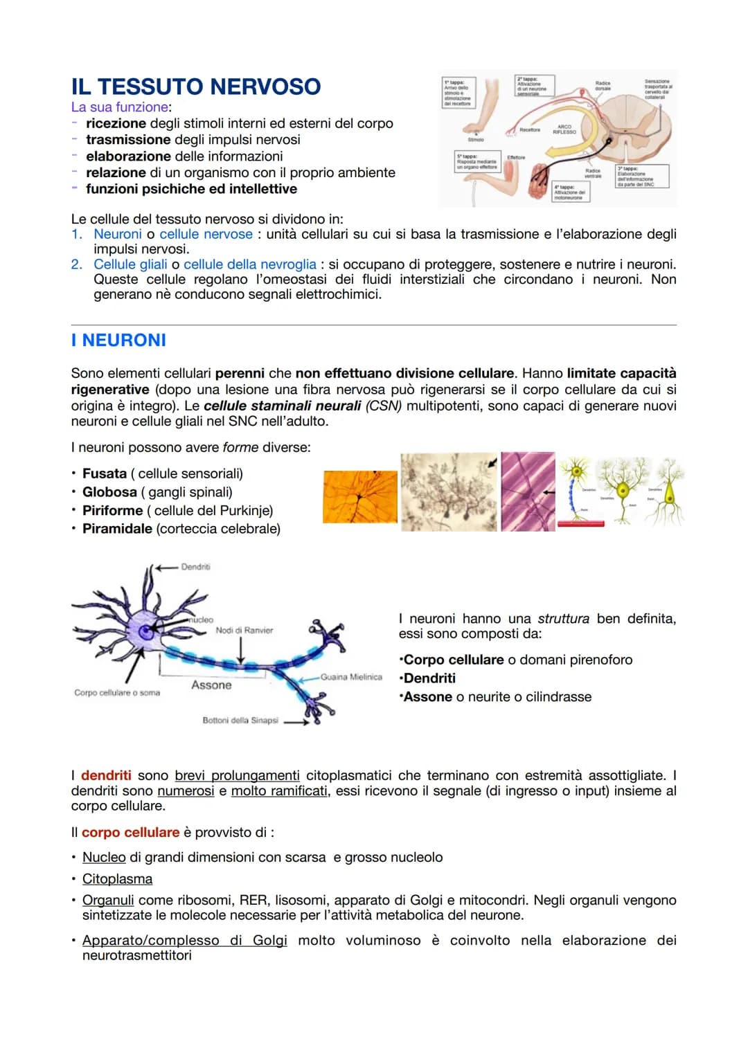 # IL TESSUTO NERVOSO
La sua funzione:
- ricezione degli stimoli interni ed esterni del corpo
- trasmissione degli impulsi nervosi
- elabora