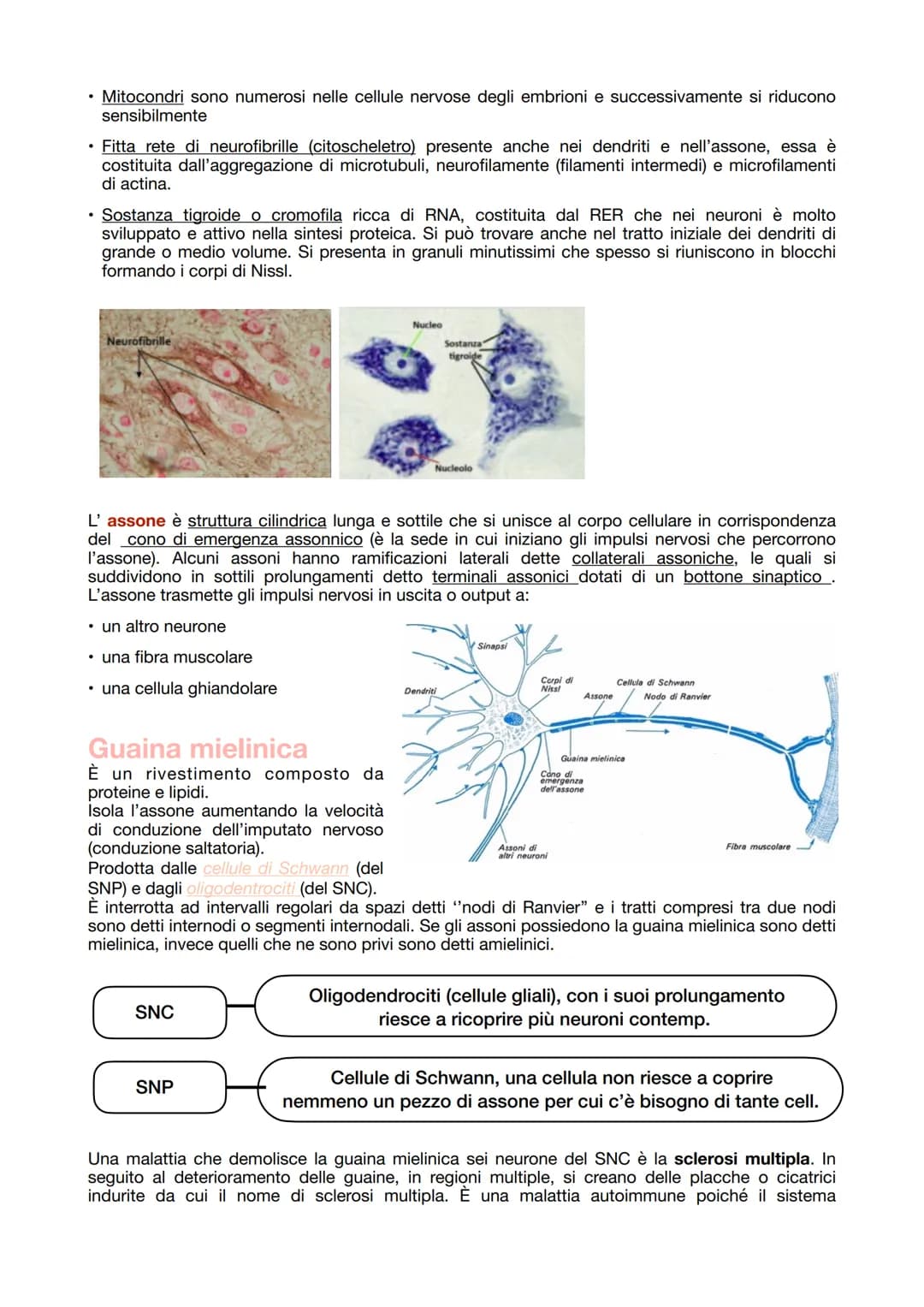 # IL TESSUTO NERVOSO
La sua funzione:
- ricezione degli stimoli interni ed esterni del corpo
- trasmissione degli impulsi nervosi
- elabora