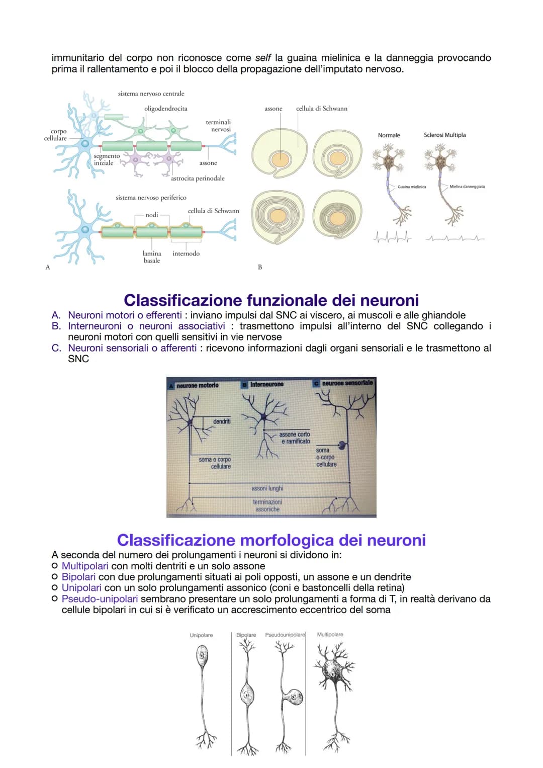 # IL TESSUTO NERVOSO
La sua funzione:
- ricezione degli stimoli interni ed esterni del corpo
- trasmissione degli impulsi nervosi
- elabora