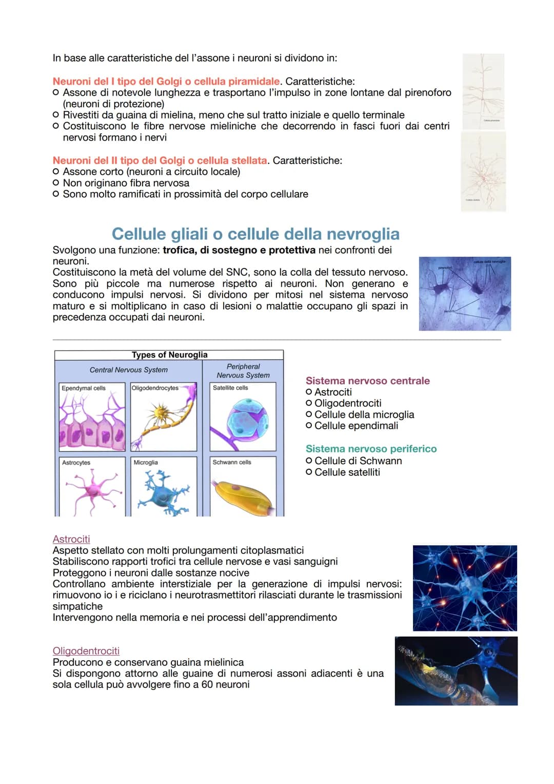 # IL TESSUTO NERVOSO
La sua funzione:
- ricezione degli stimoli interni ed esterni del corpo
- trasmissione degli impulsi nervosi
- elabora
