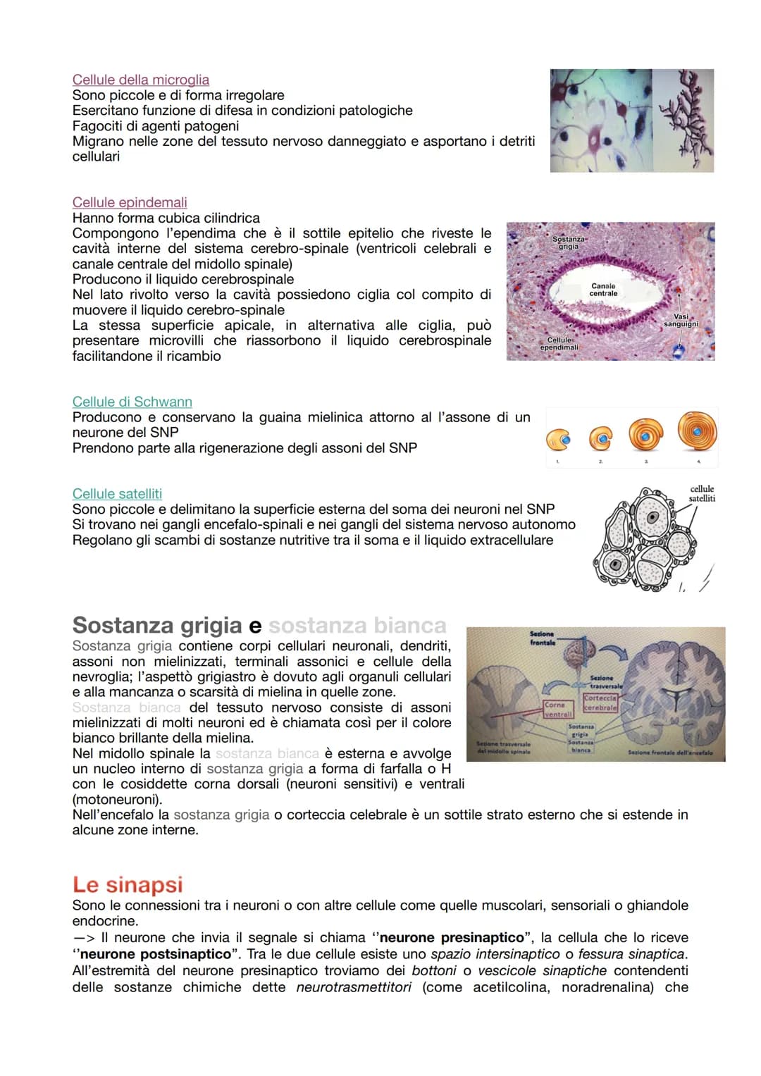 # IL TESSUTO NERVOSO
La sua funzione:
- ricezione degli stimoli interni ed esterni del corpo
- trasmissione degli impulsi nervosi
- elabora