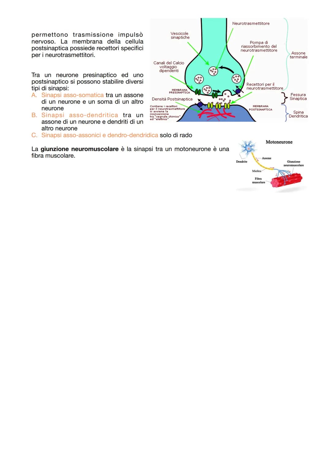 # IL TESSUTO NERVOSO
La sua funzione:
- ricezione degli stimoli interni ed esterni del corpo
- trasmissione degli impulsi nervosi
- elabora