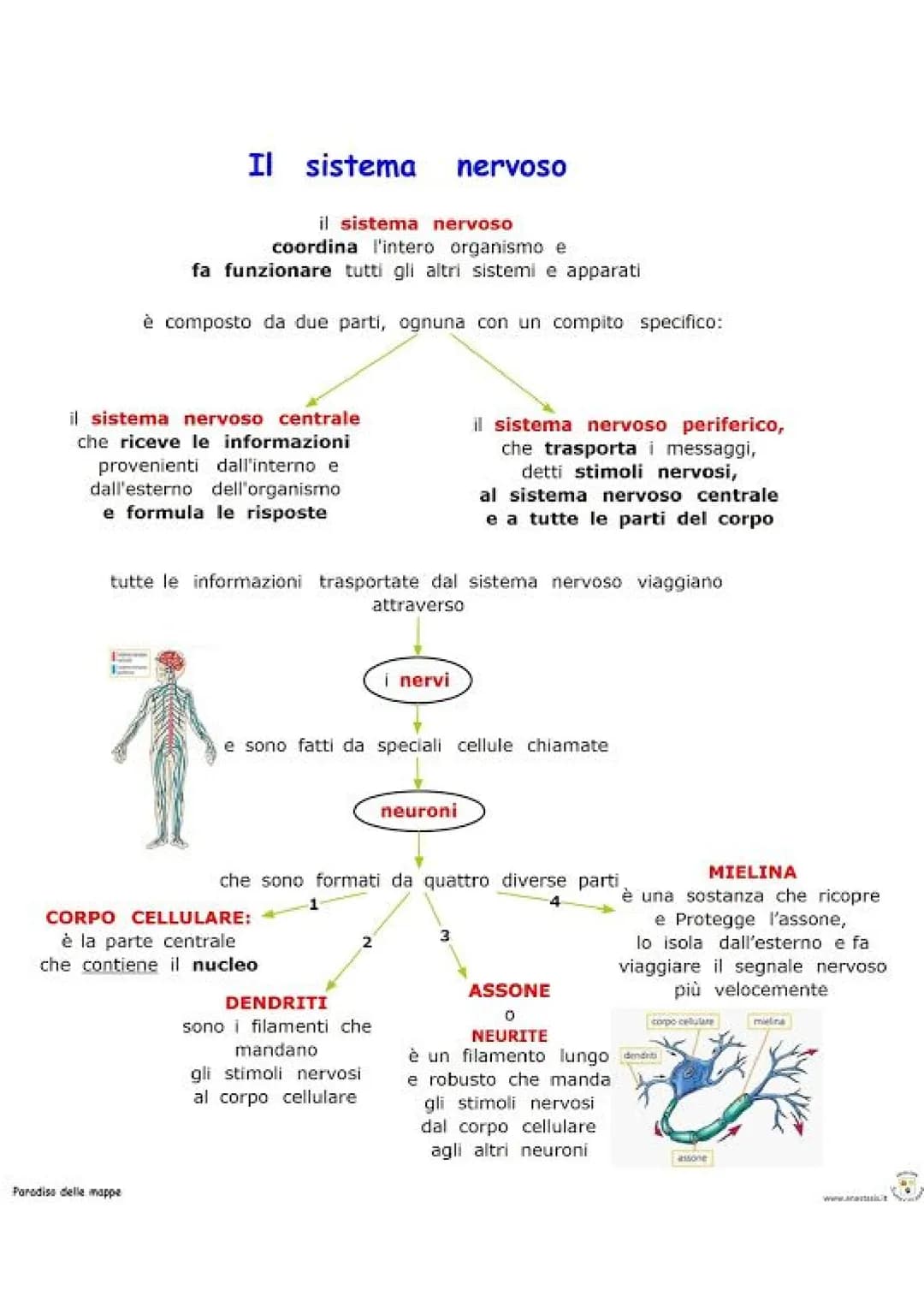 # IL SISTEMA NERVOSO
Cervello
Midollo spinale
Nervi
IL SISTEMA NERVOSO è la centrale di controllo del
nostro corpo ed è formato dal SIST