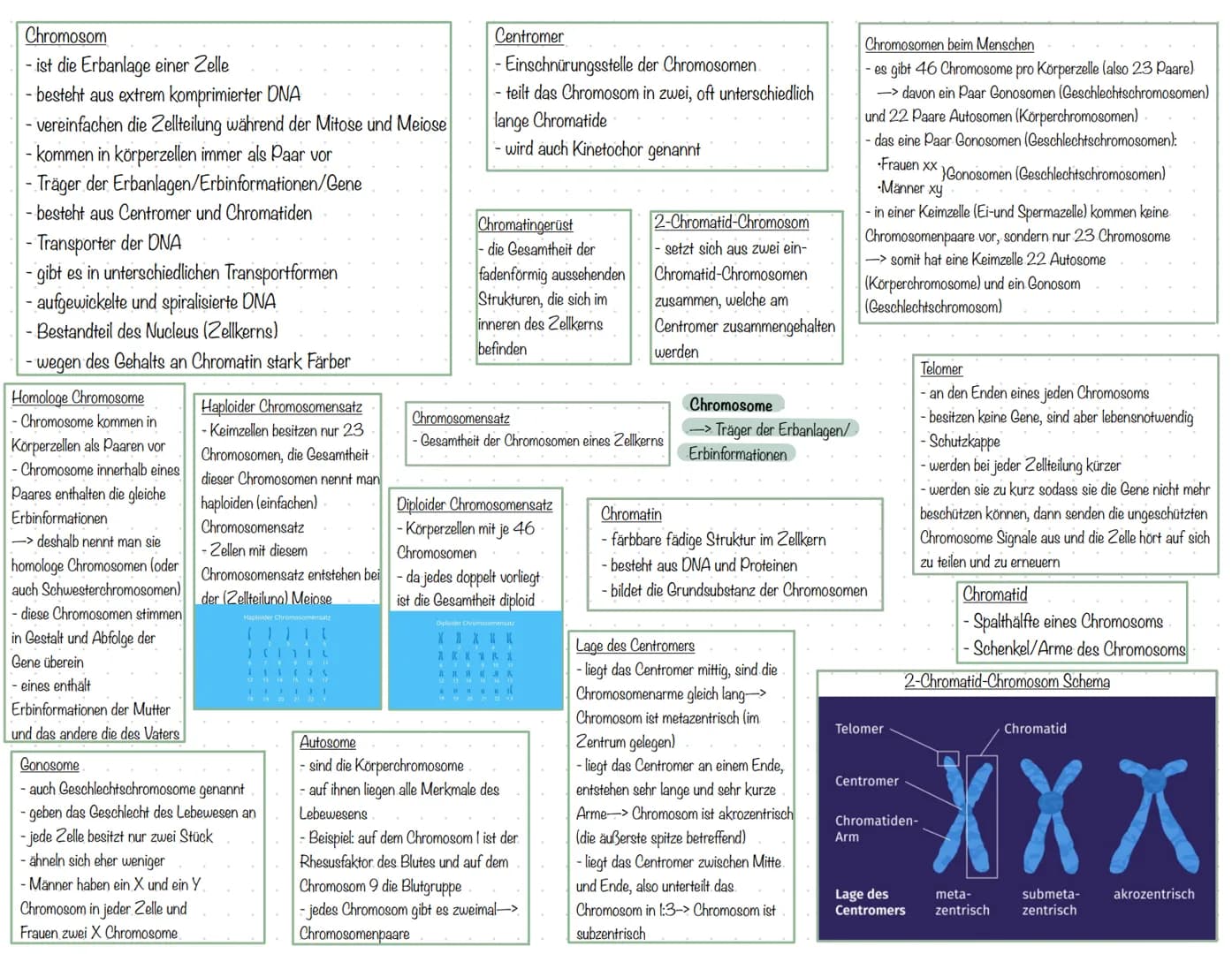 # Chromosom
- ist die Erbanlage einer Zelle
- besteht aus extrem komprimierter DNA
- vereinfachen die Zellteilung während der Mitose und Mei