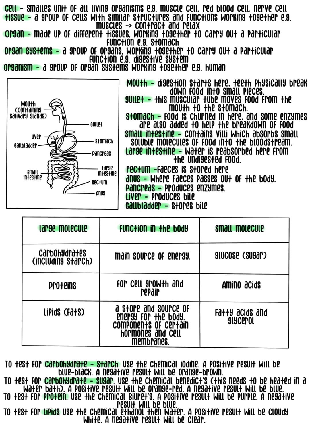 <h2>Levels of Organization Biology</h2>
<p>Cells are the smallest unit of all living organisms, for example, muscle cell, red blood cell, a