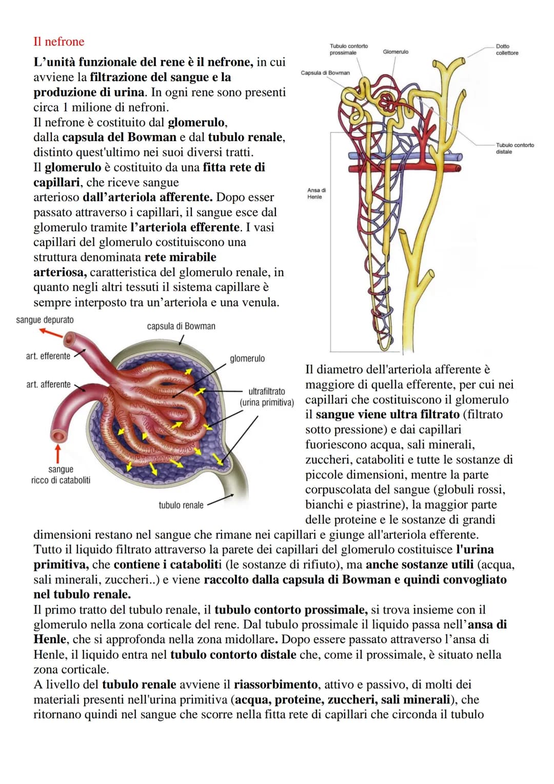 # Apparato urinario o escretore
L'apparato urinario (o escretore) è l'insieme degli organi e delle strutture il cui compito
è quello di fil