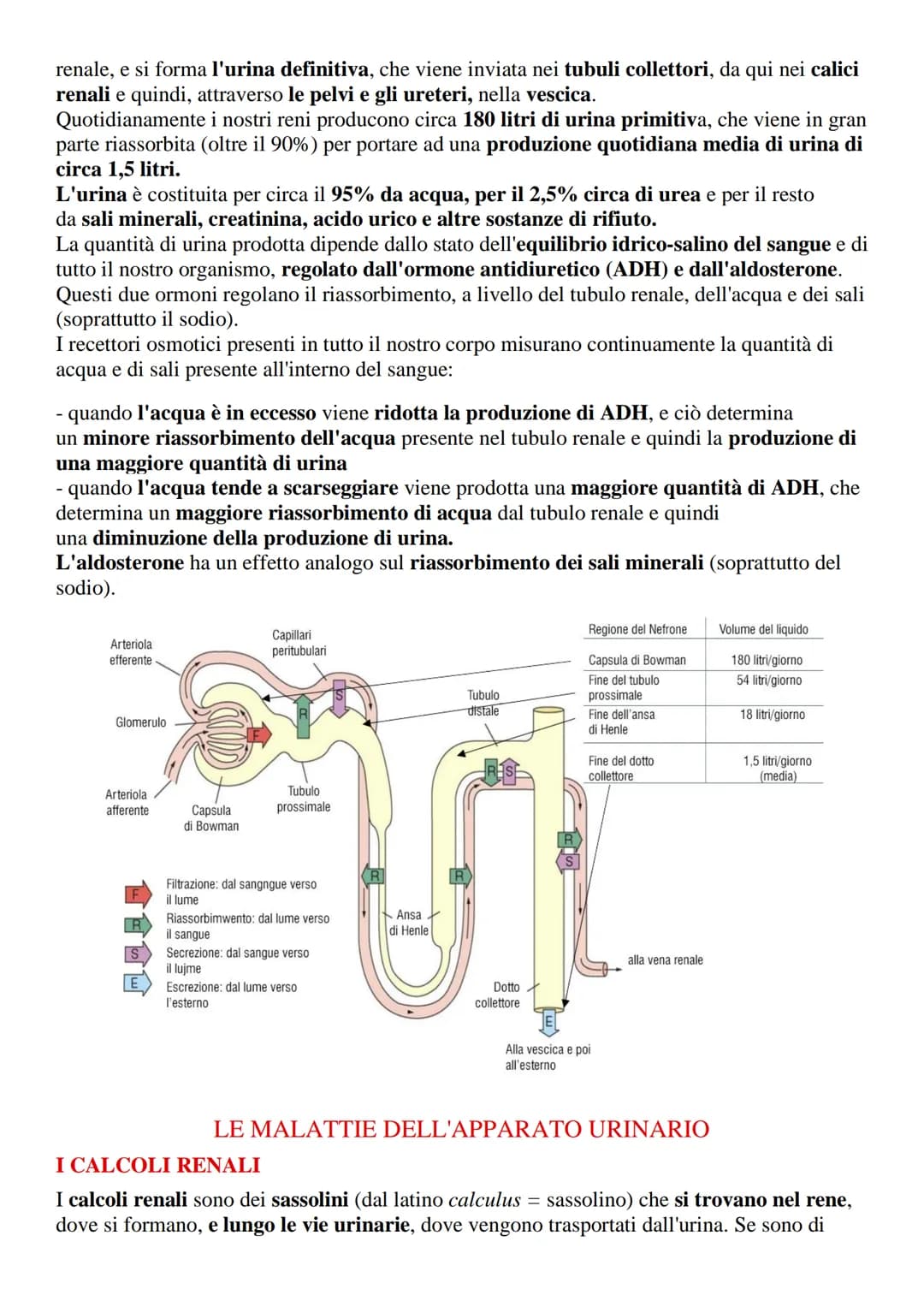 # Apparato urinario o escretore
L'apparato urinario (o escretore) è l'insieme degli organi e delle strutture il cui compito
è quello di fil