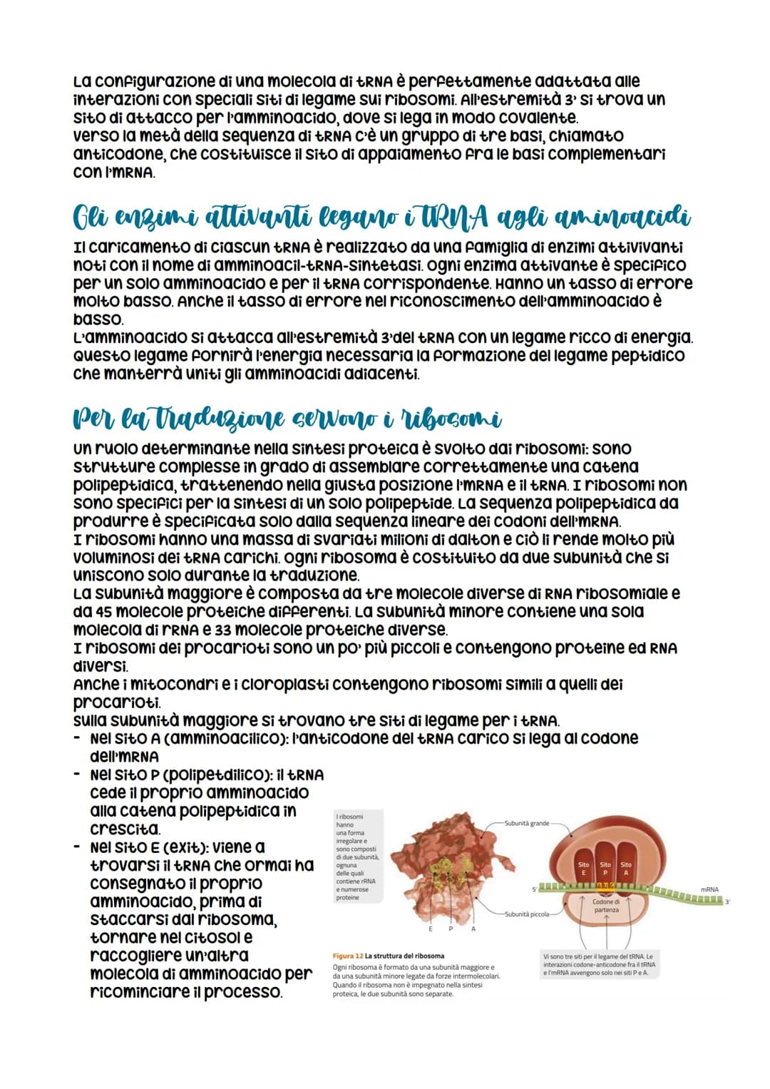 # L'espressione genetica: dal DNA
alle proteine
è descritta con
l'espressione «un gene,
un polipeptide>>>
LEZIONE 1
La relazione tra DNA