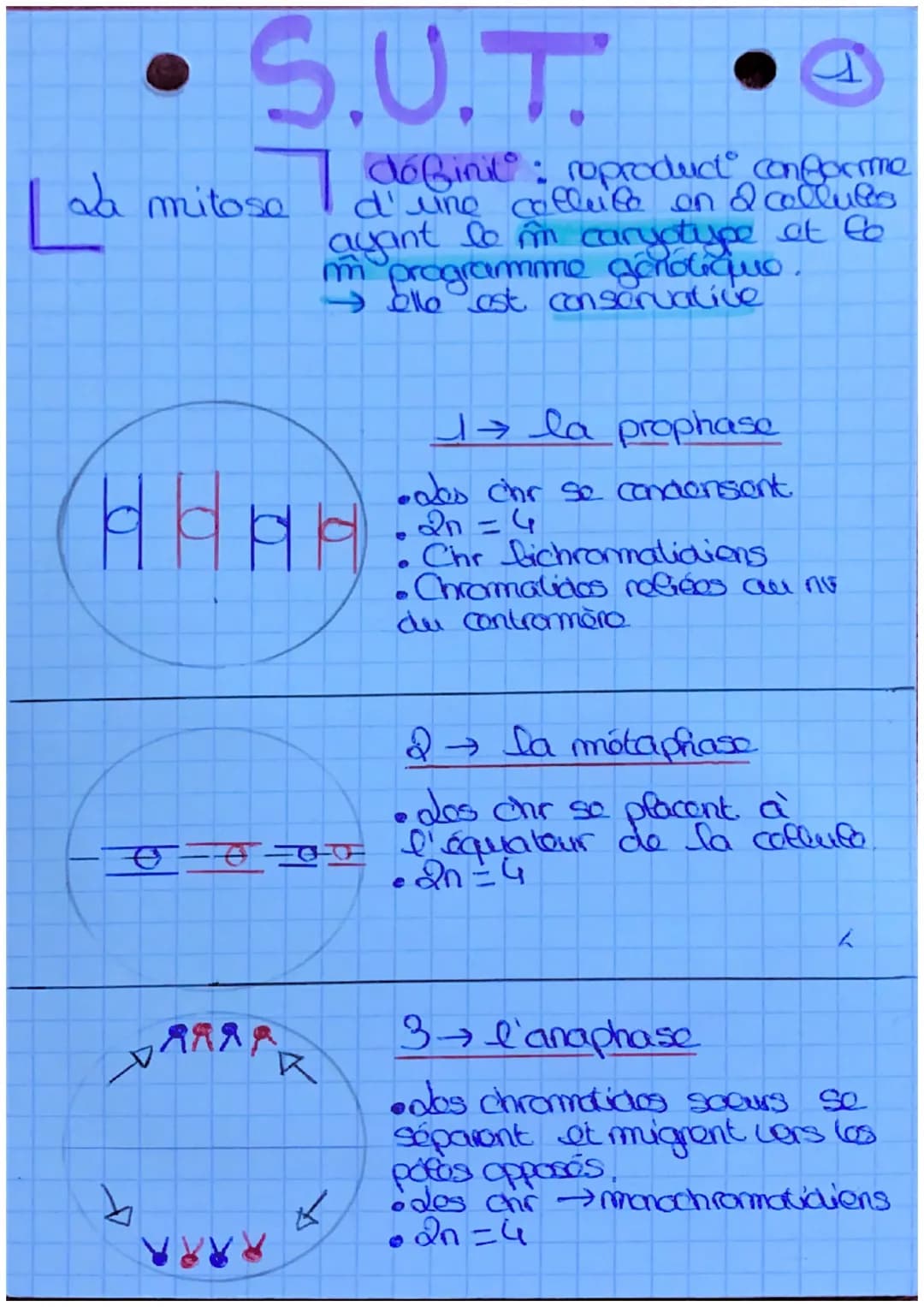 - S.U.T.
Lda mitose
dófinil: roproduct conforme
d'une collite en 2 collues
ayant le m caryotype et lo
m programme ganolique.
2º est conser