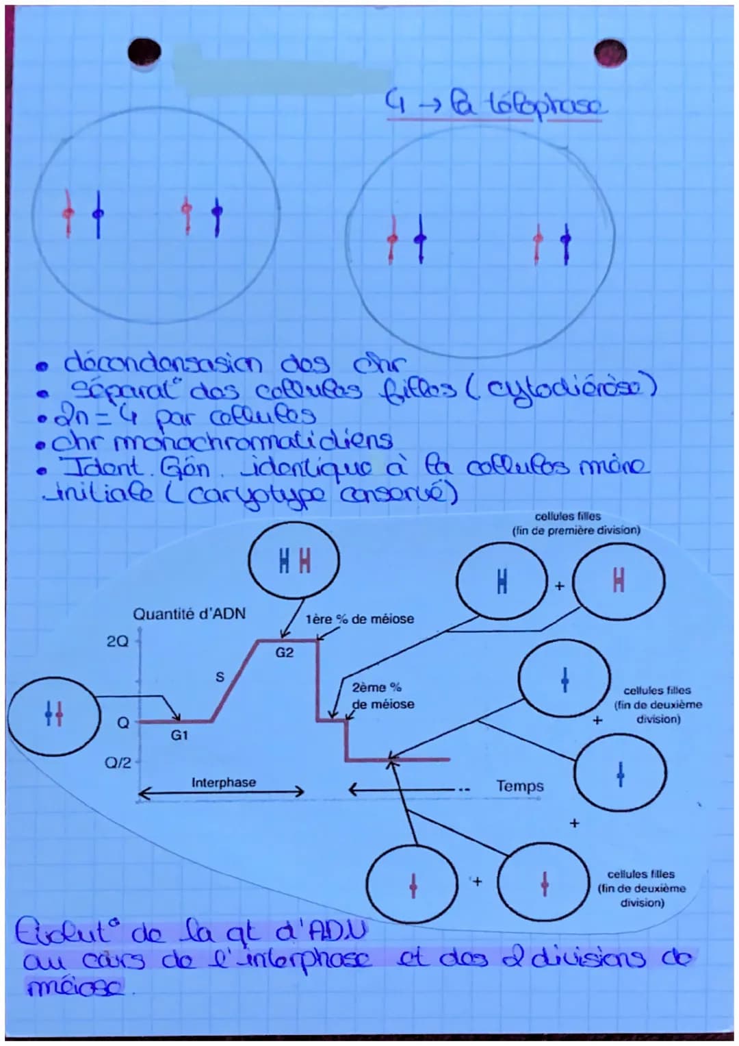 - S.U.T.
Lda mitose
dófinil: roproduct conforme
d'une collite en 2 collues
ayant le m caryotype et lo
m programme ganolique.
2º est conser